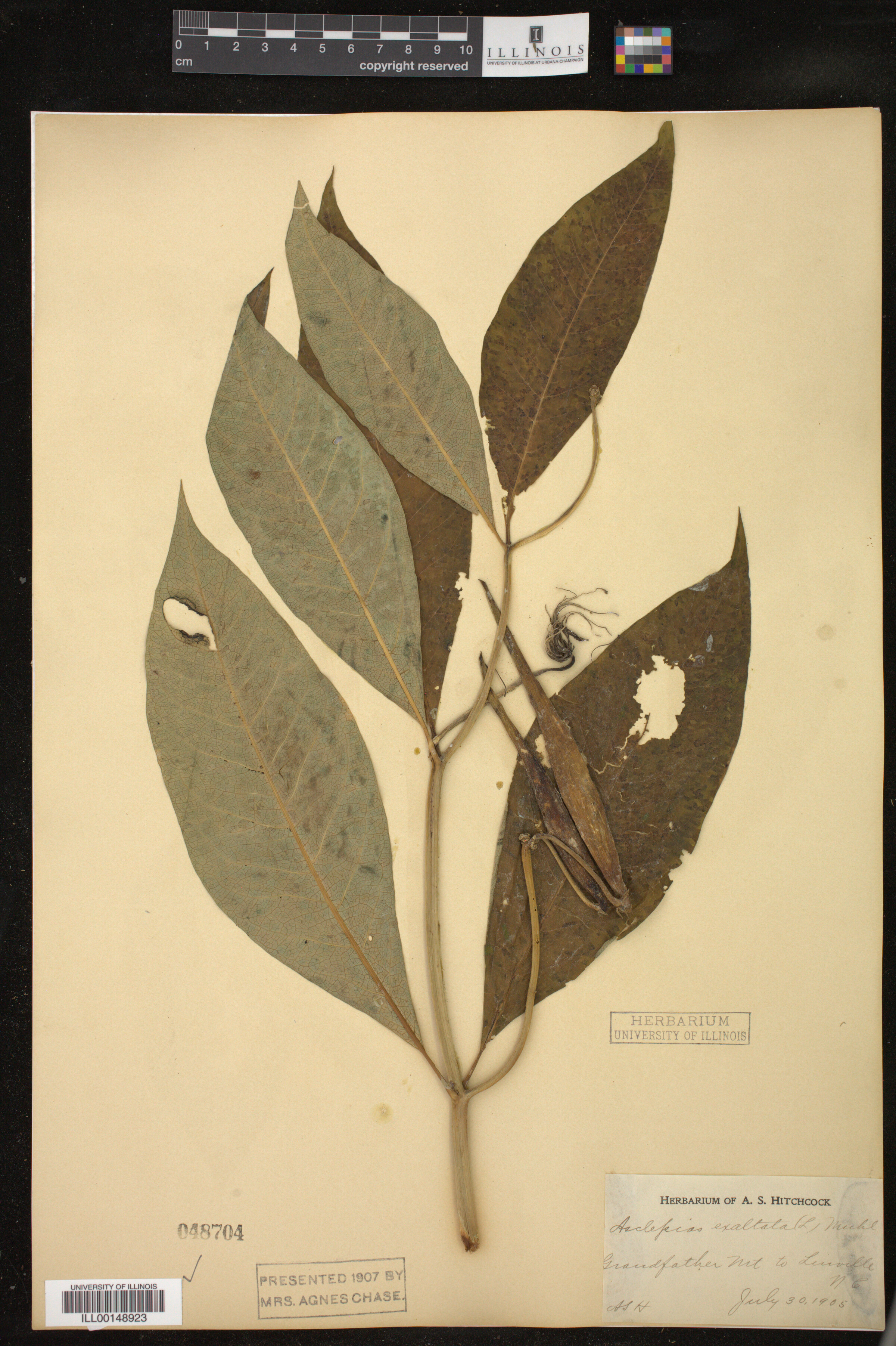 Asclepias exaltata image