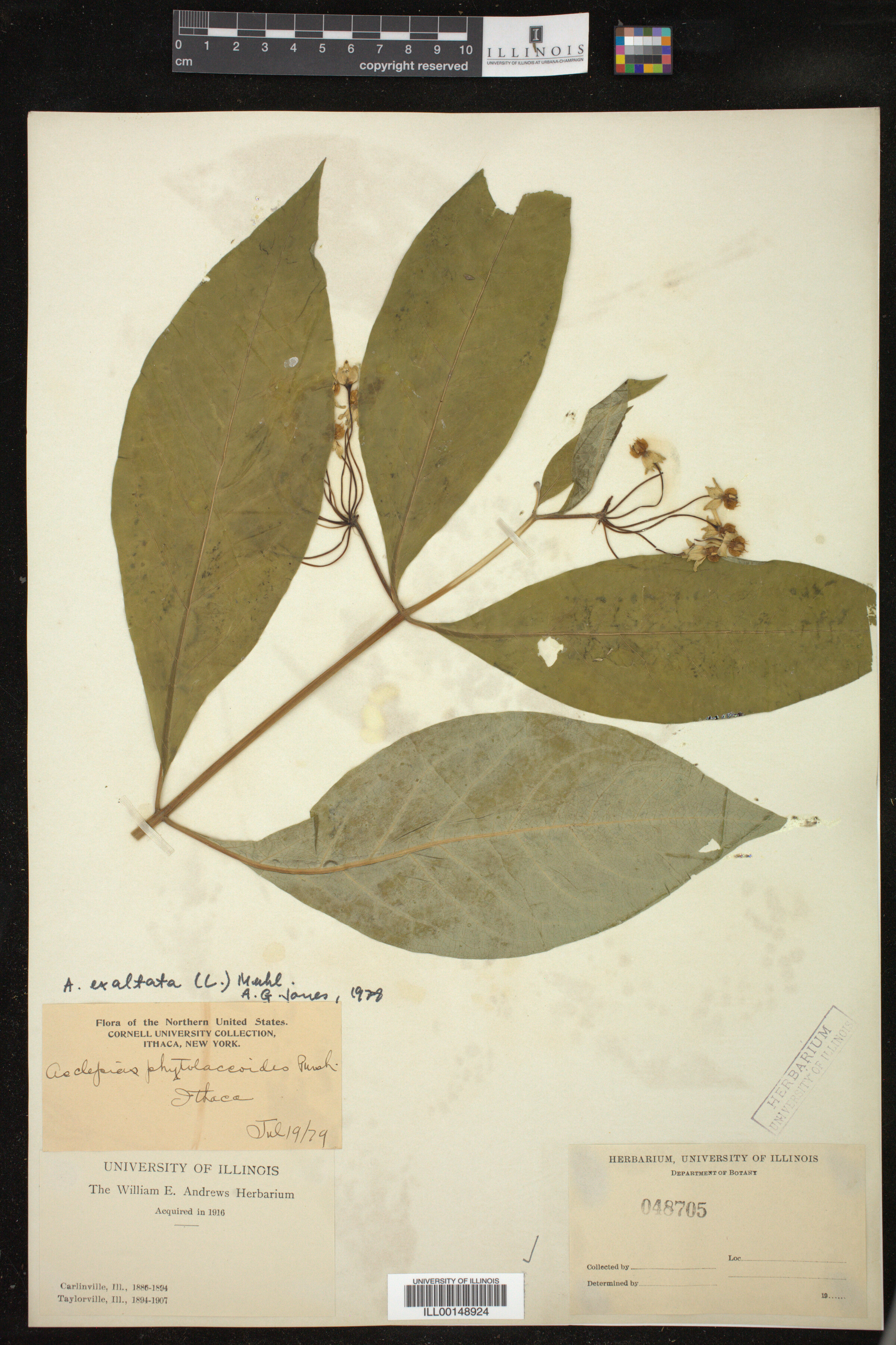 Asclepias exaltata image