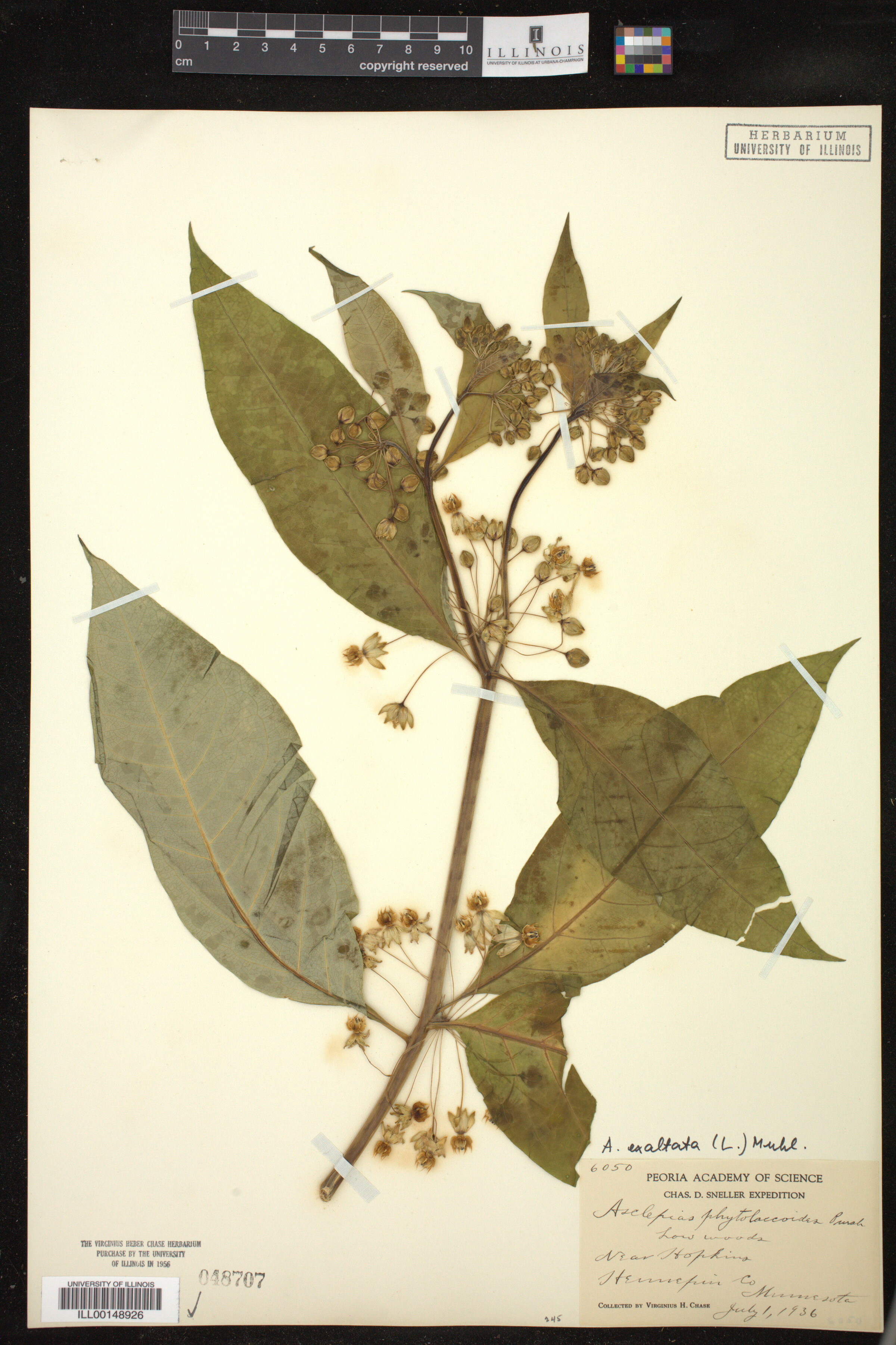 Asclepias exaltata image