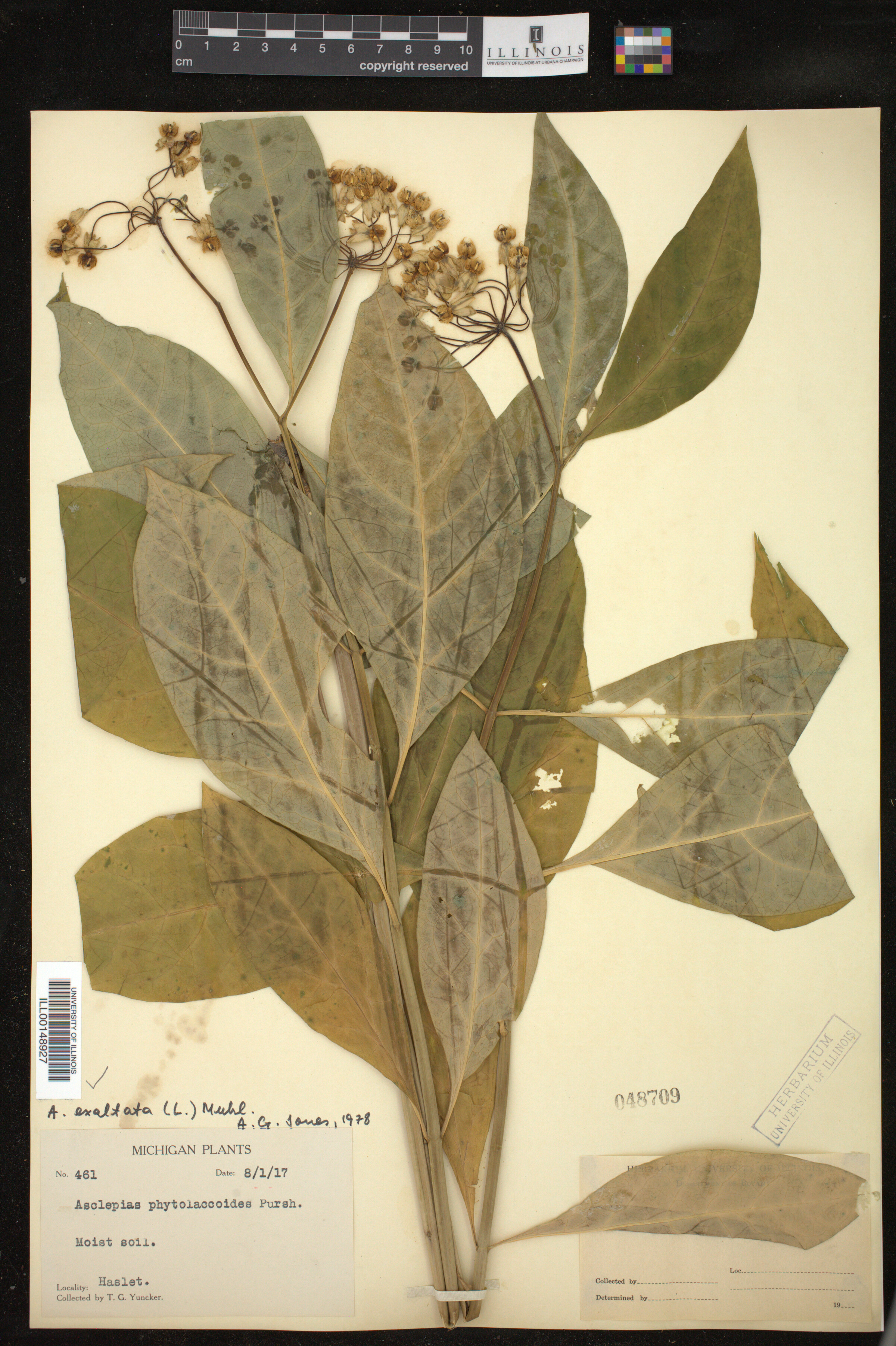 Asclepias exaltata image
