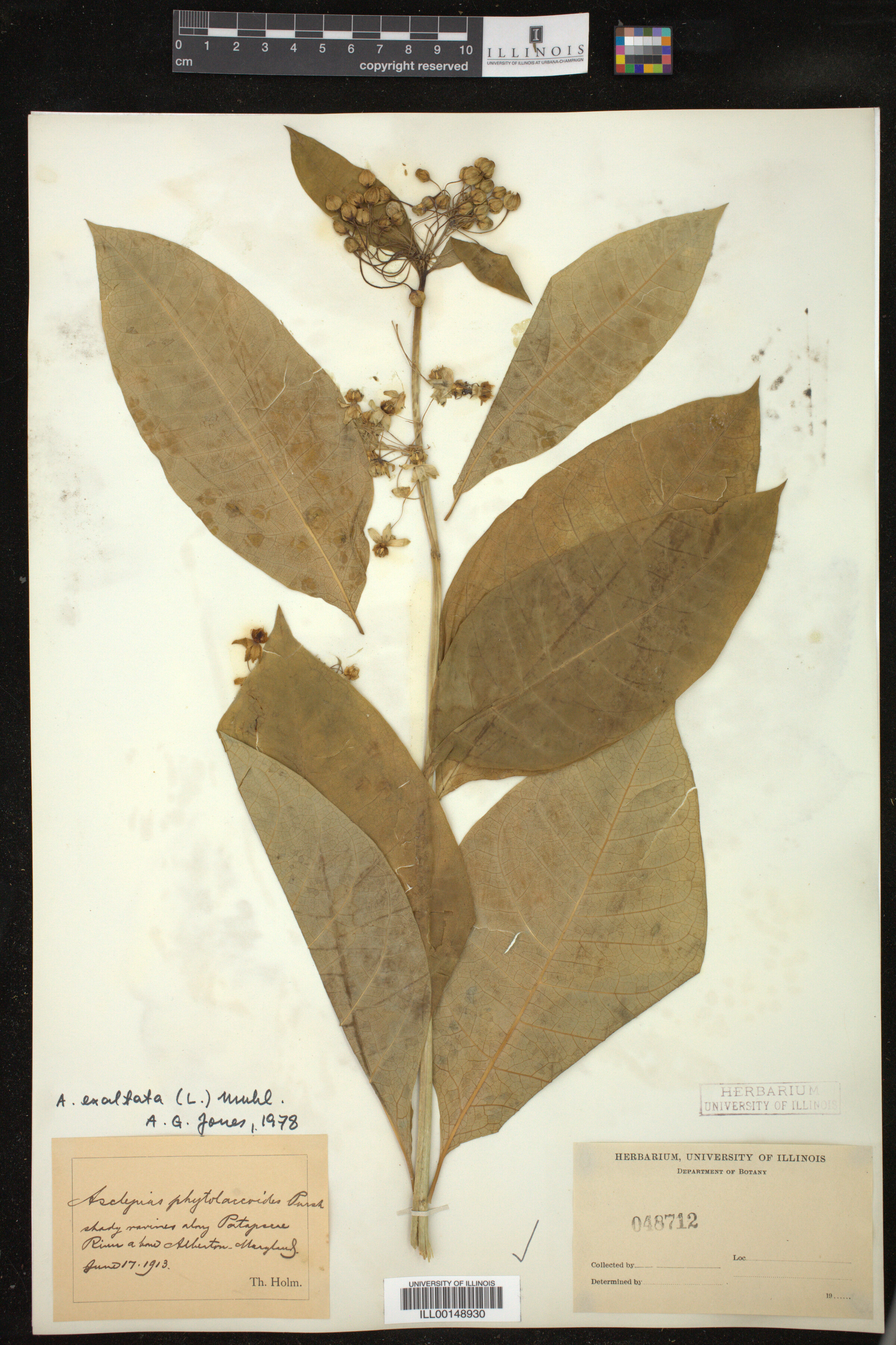Asclepias exaltata image