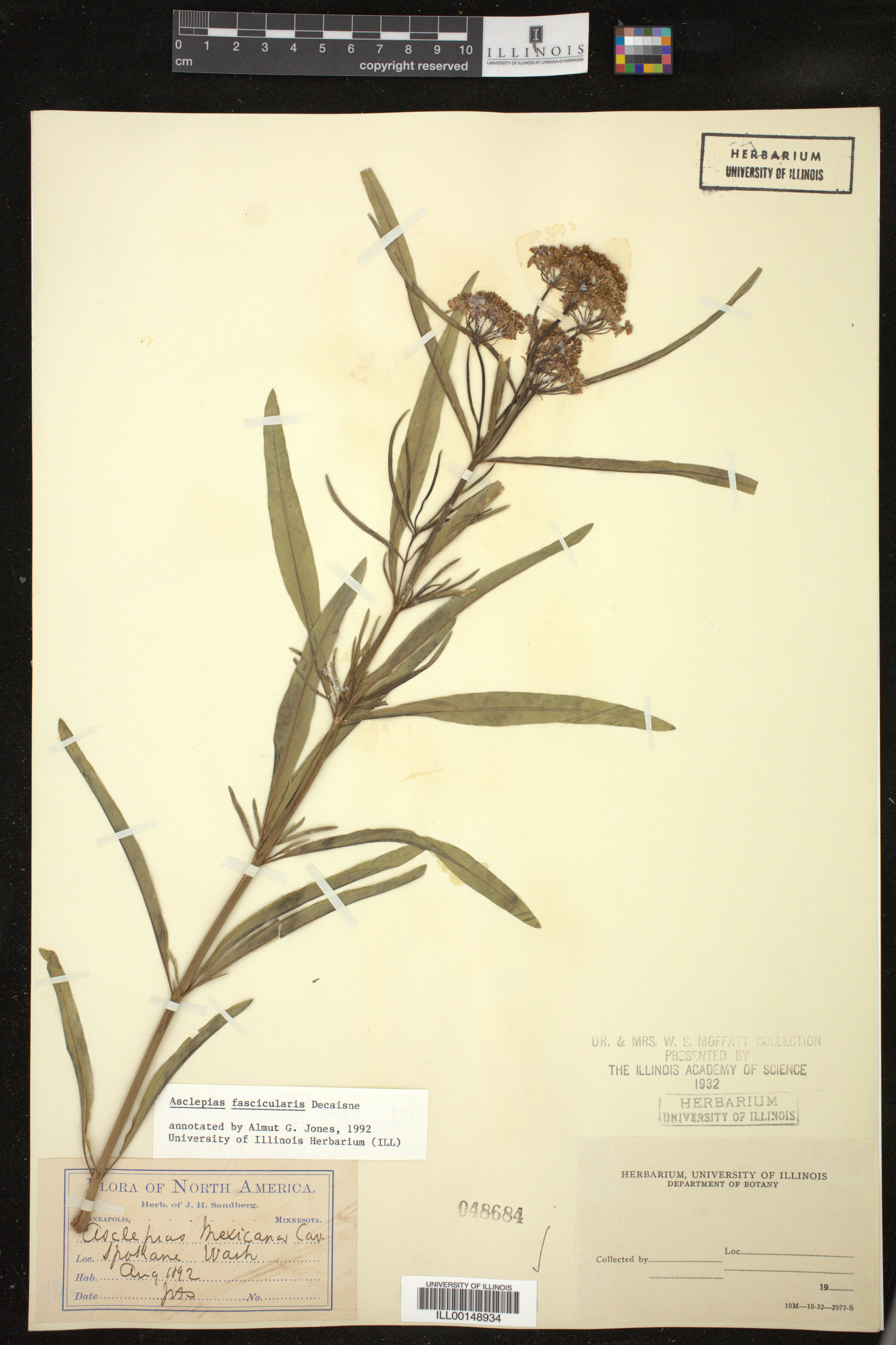 Asclepias fascicularis image