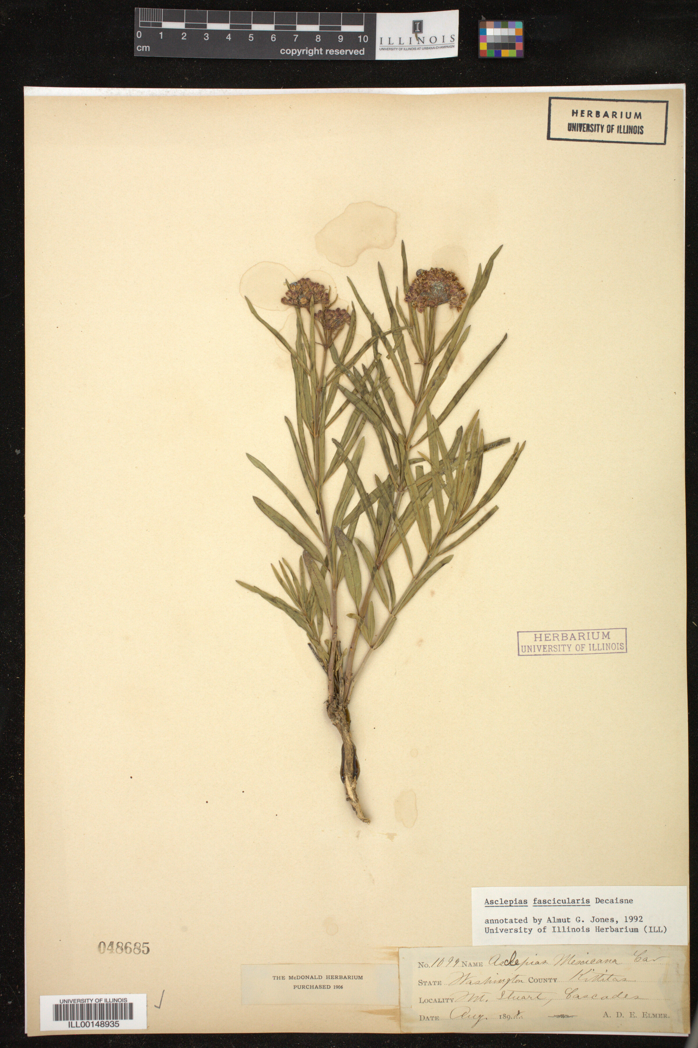 Asclepias fascicularis image