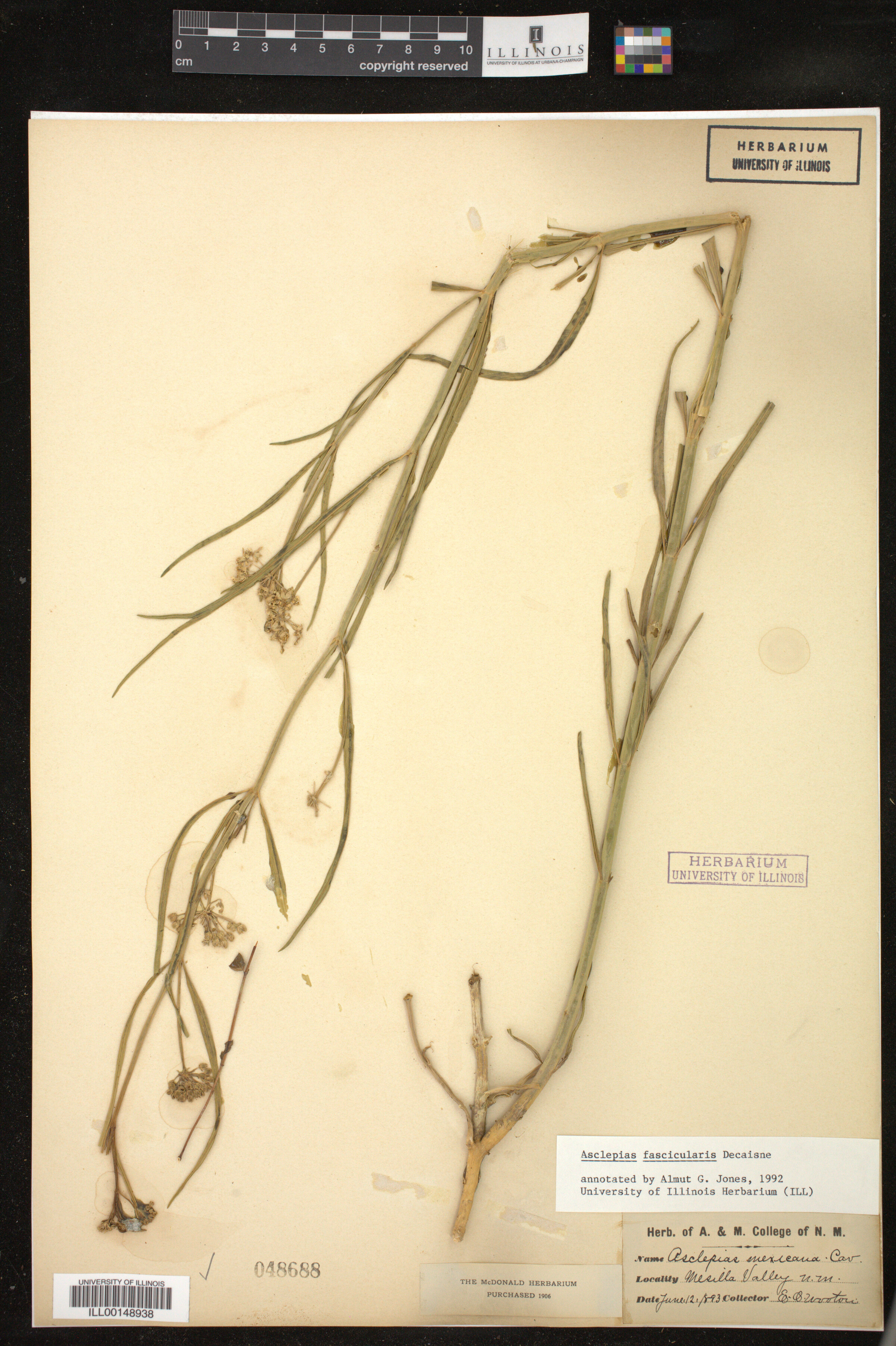 Asclepias fascicularis image