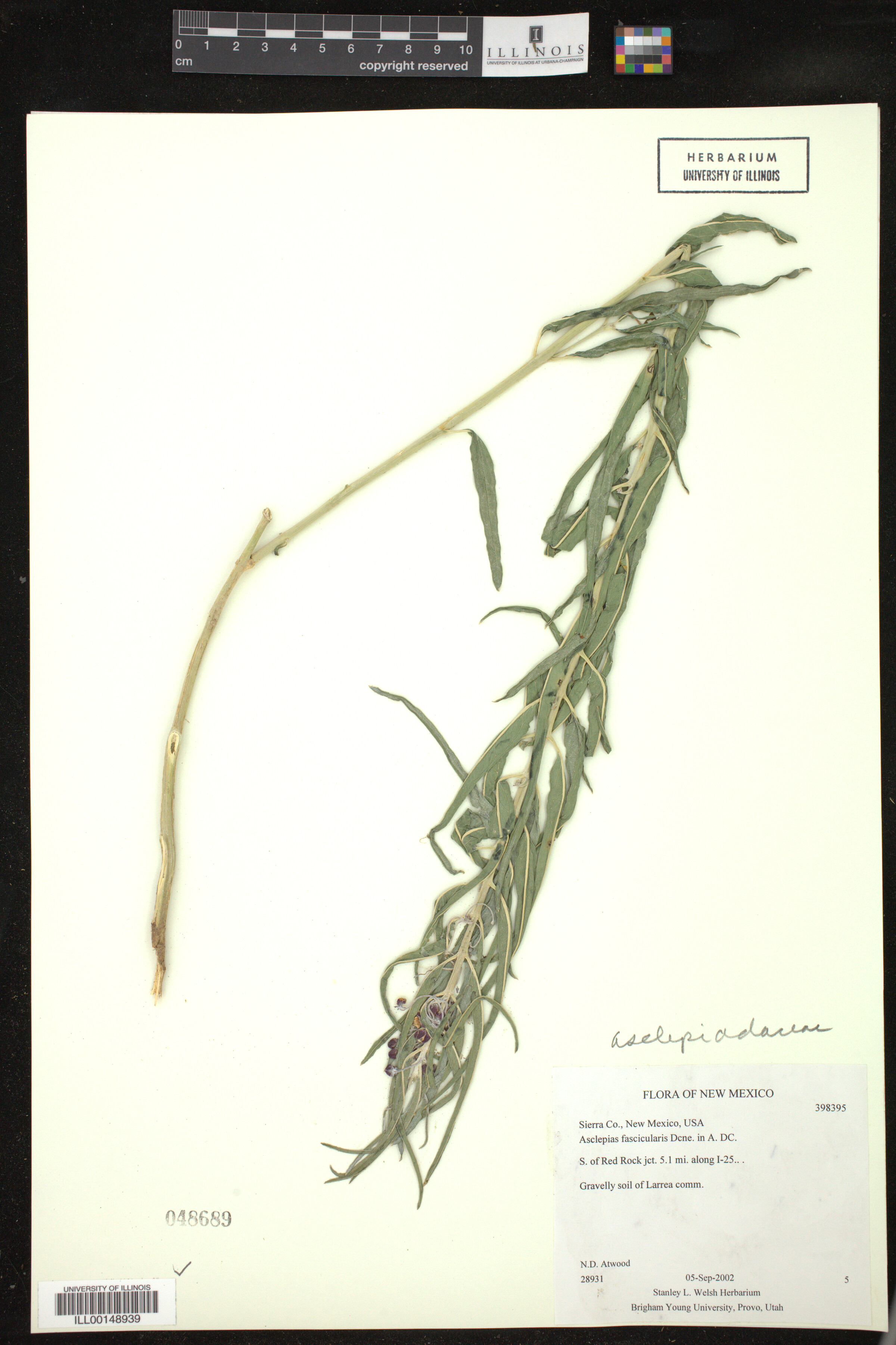 Asclepias fascicularis image