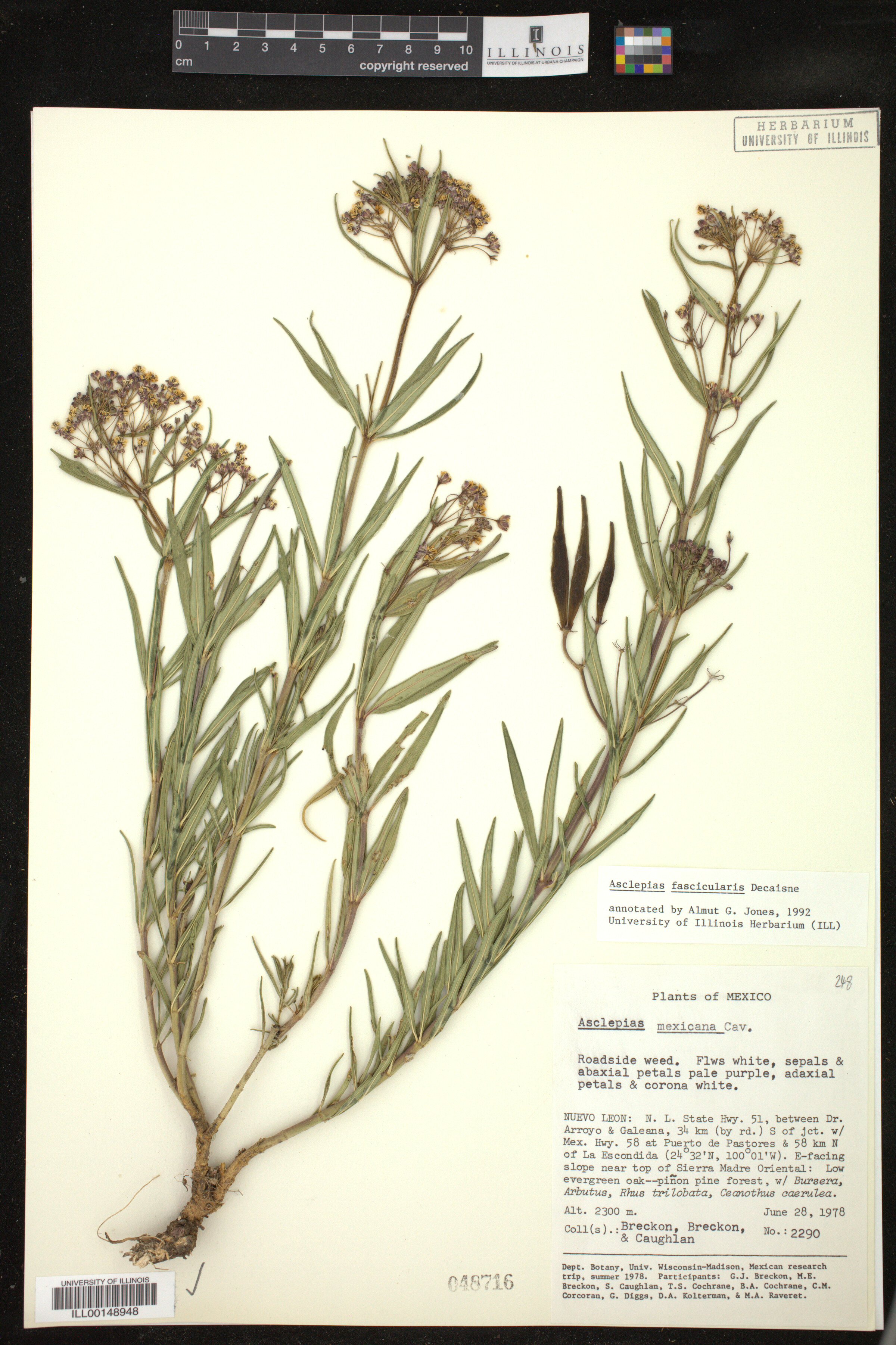 Asclepias fascicularis image
