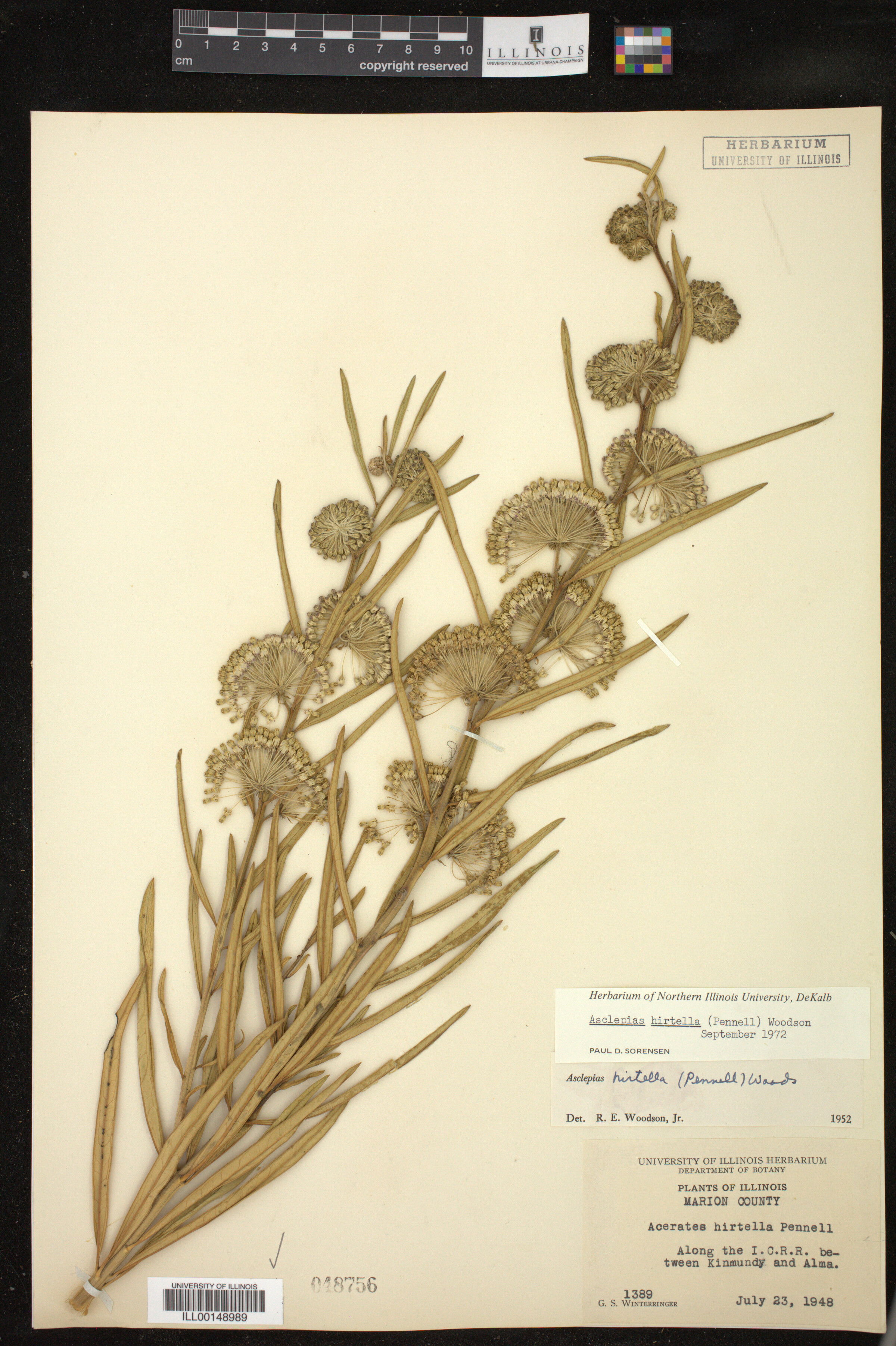 Asclepias hirtella image