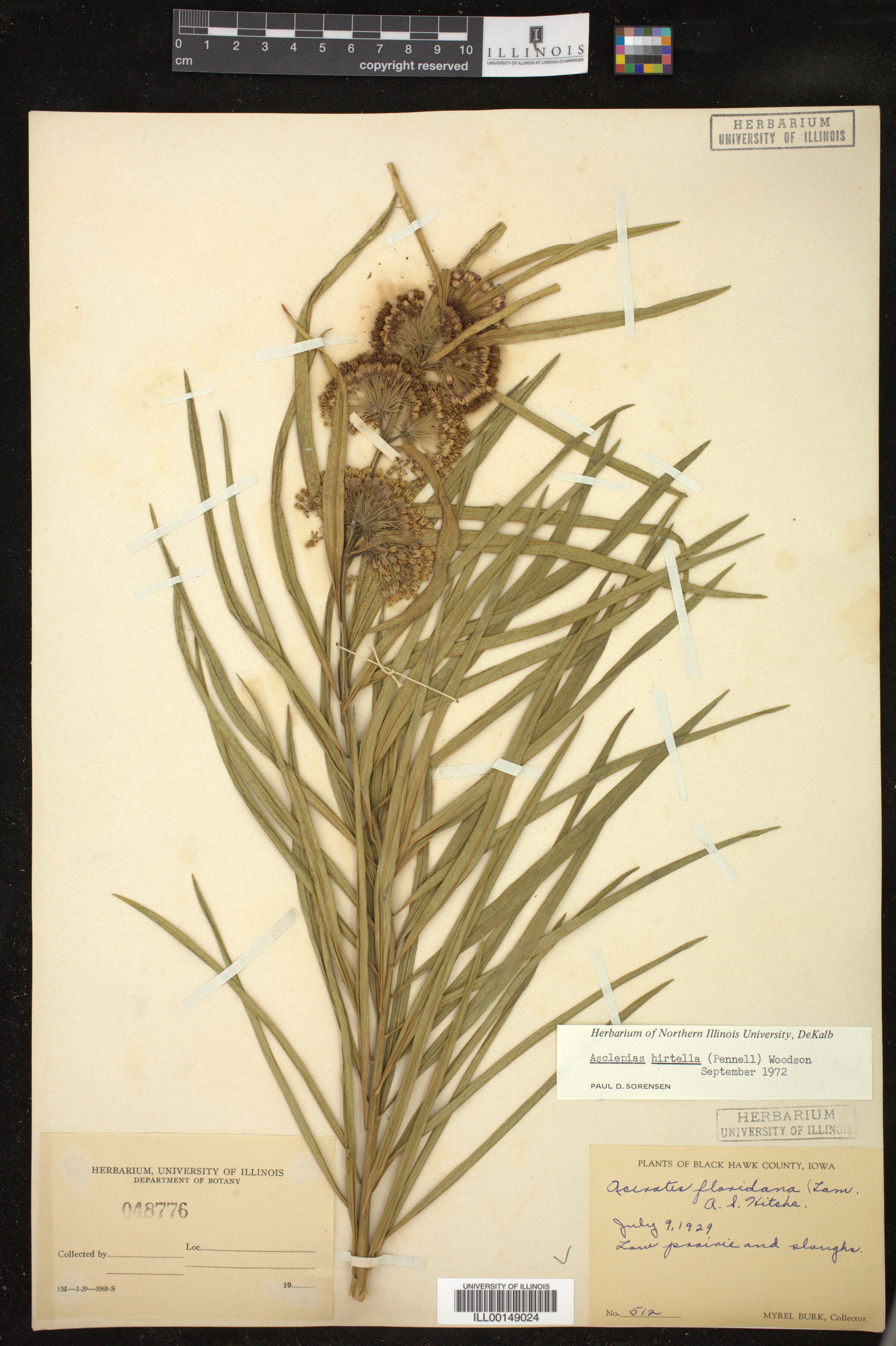 Asclepias hirtella image