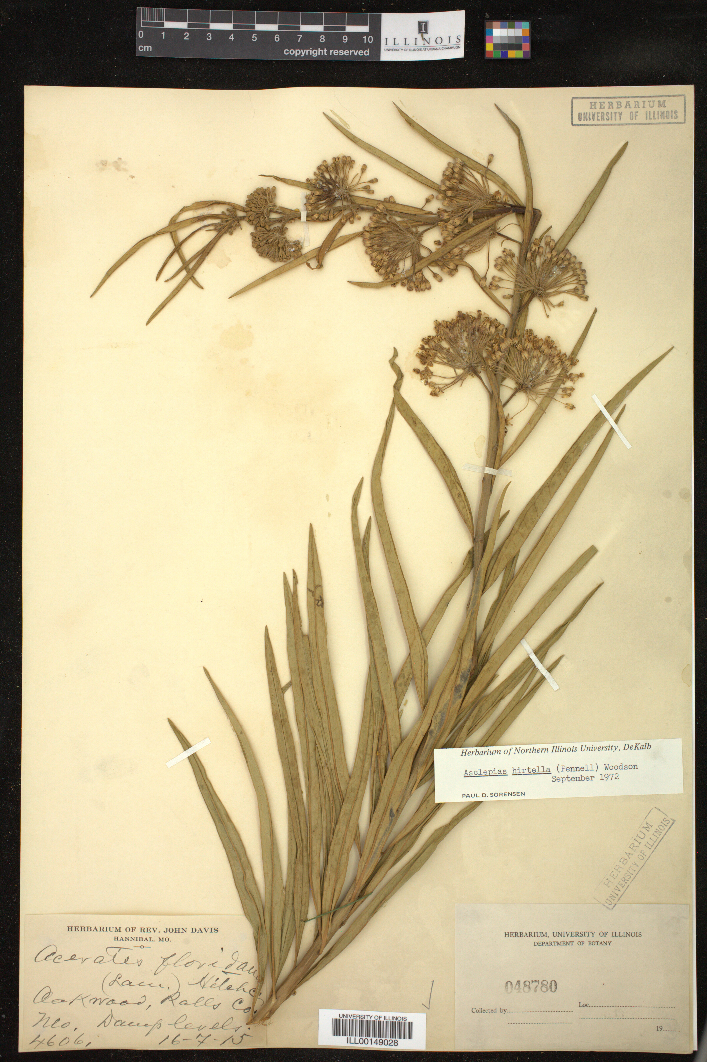 Asclepias hirtella image