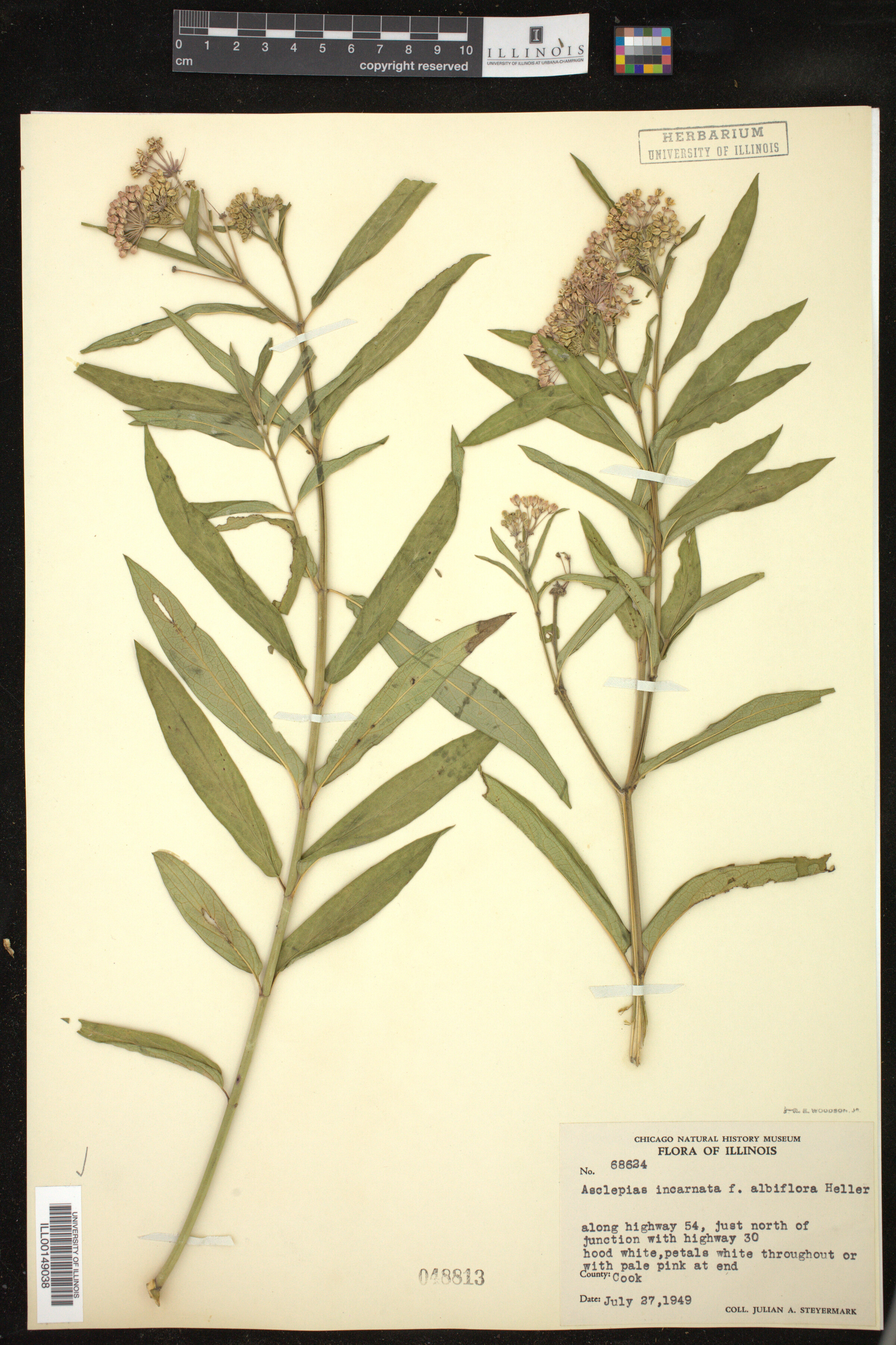 Asclepias incarnata f. albiflora image