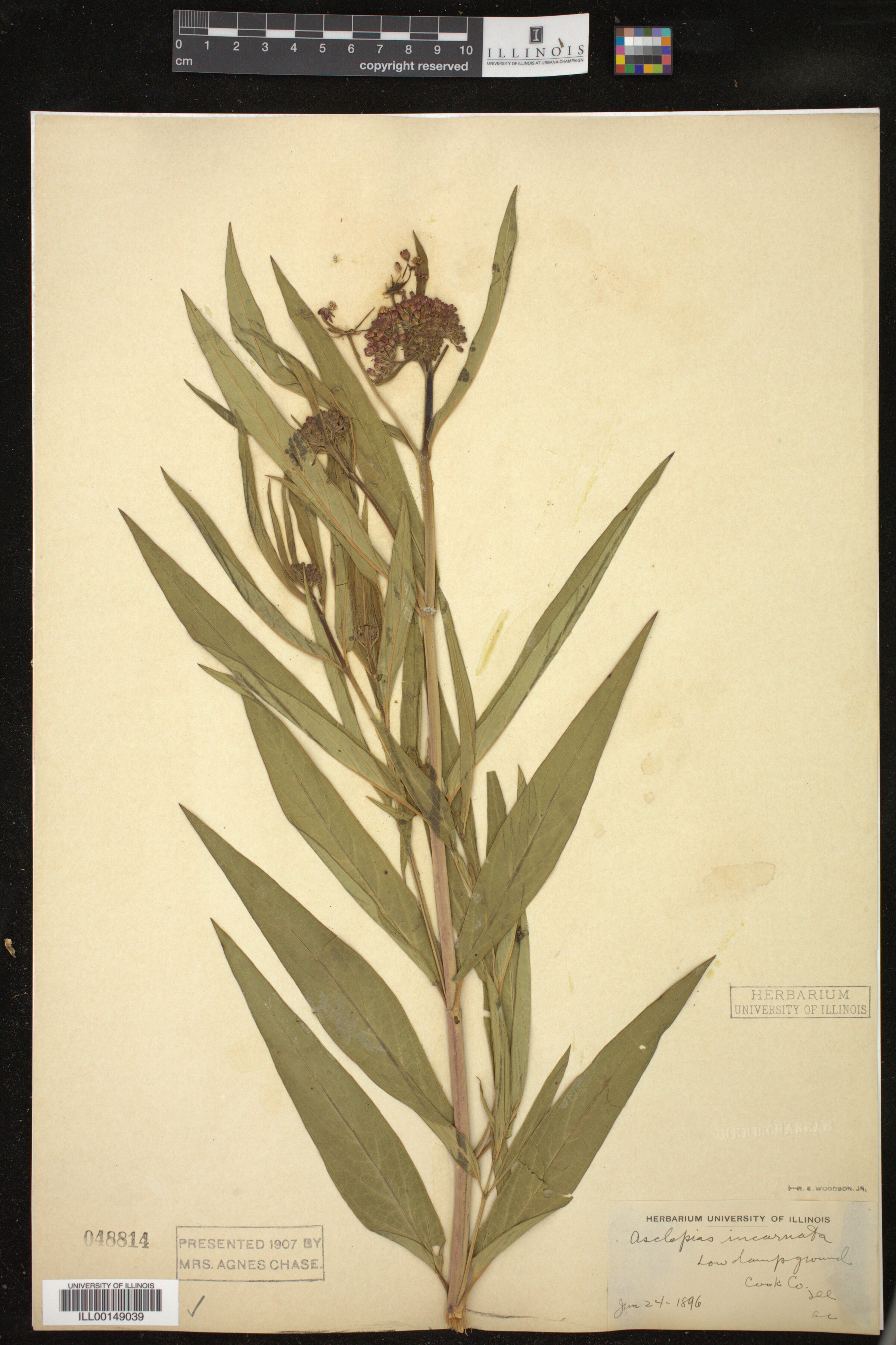 Asclepias incarnata image