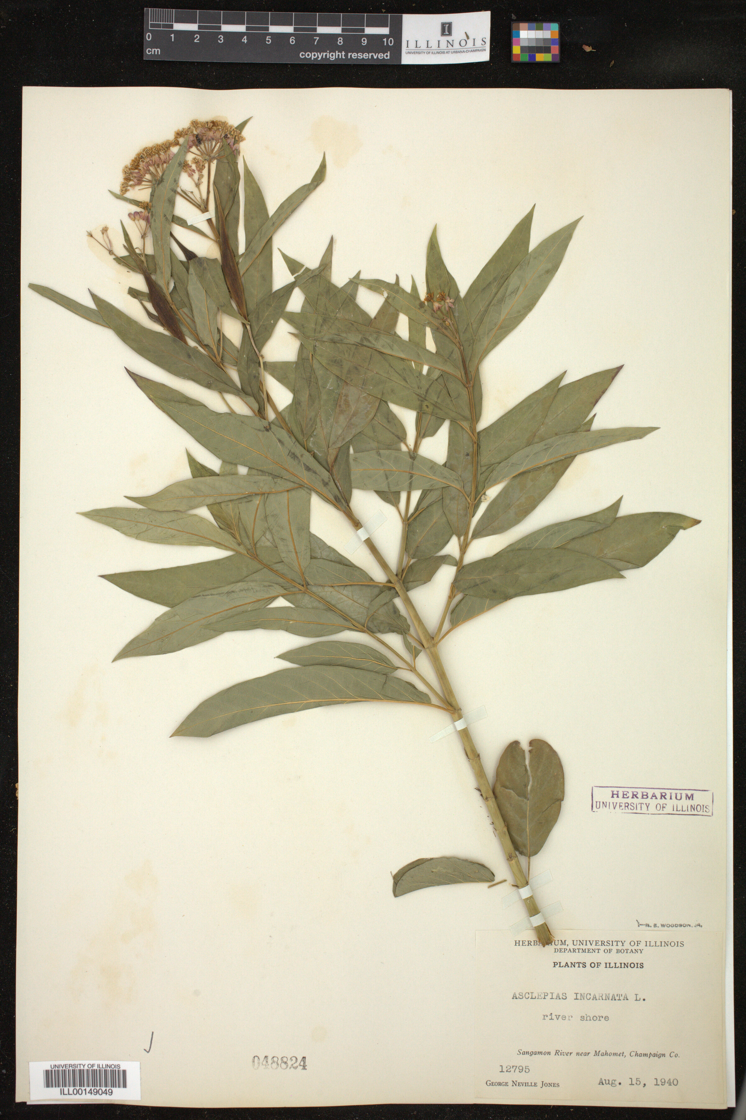 Asclepias incarnata image