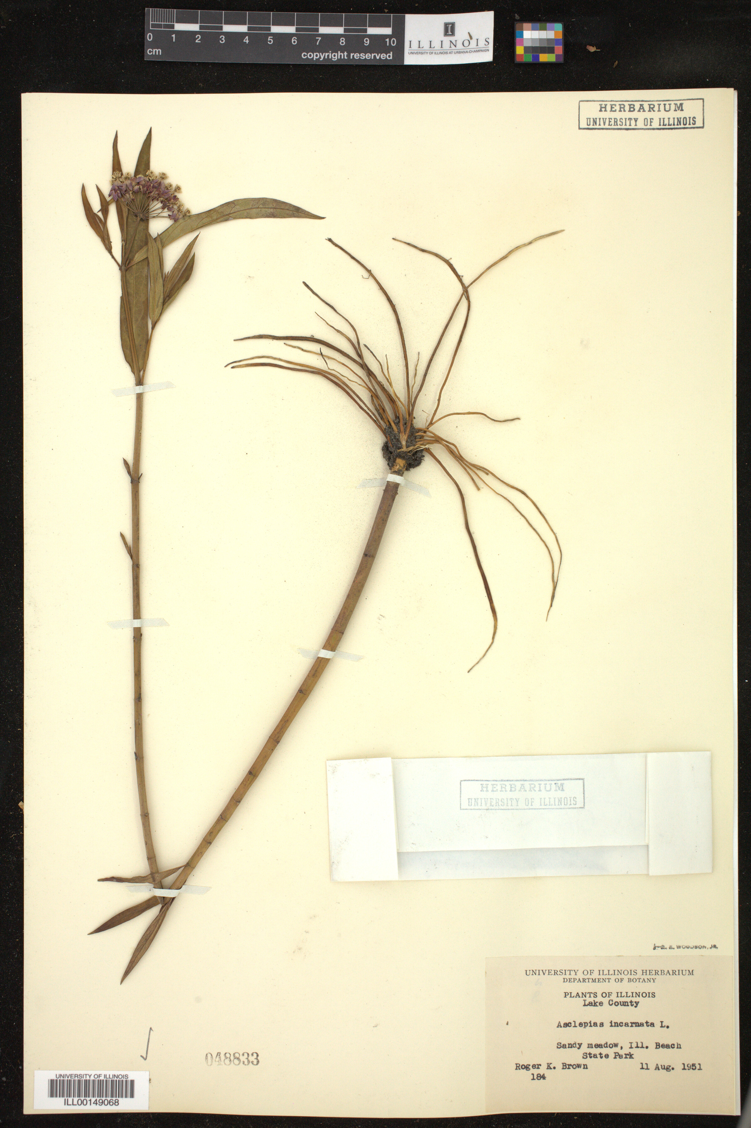Asclepias incarnata image