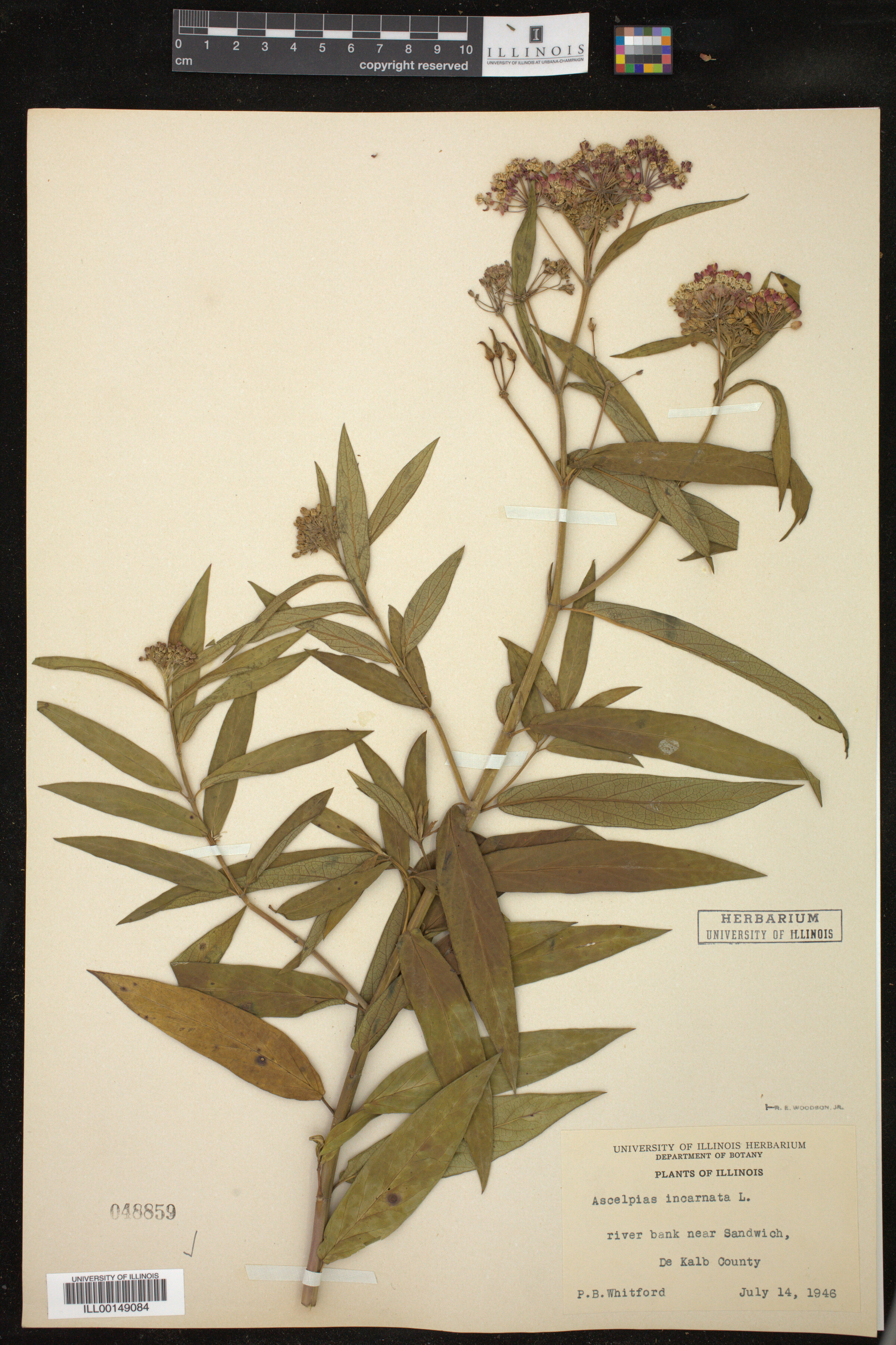 Asclepias incarnata image