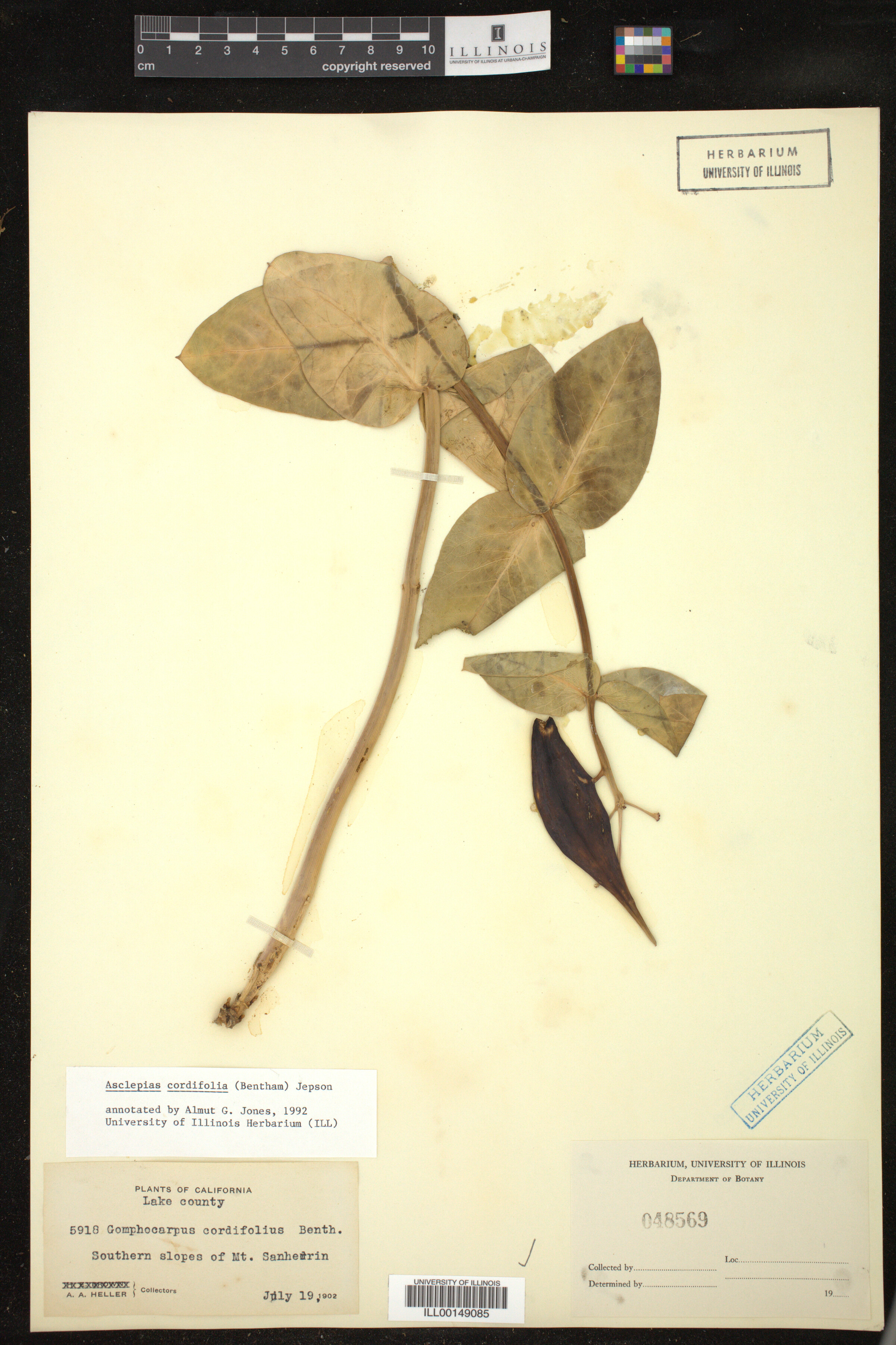 Asclepias cordifolia image