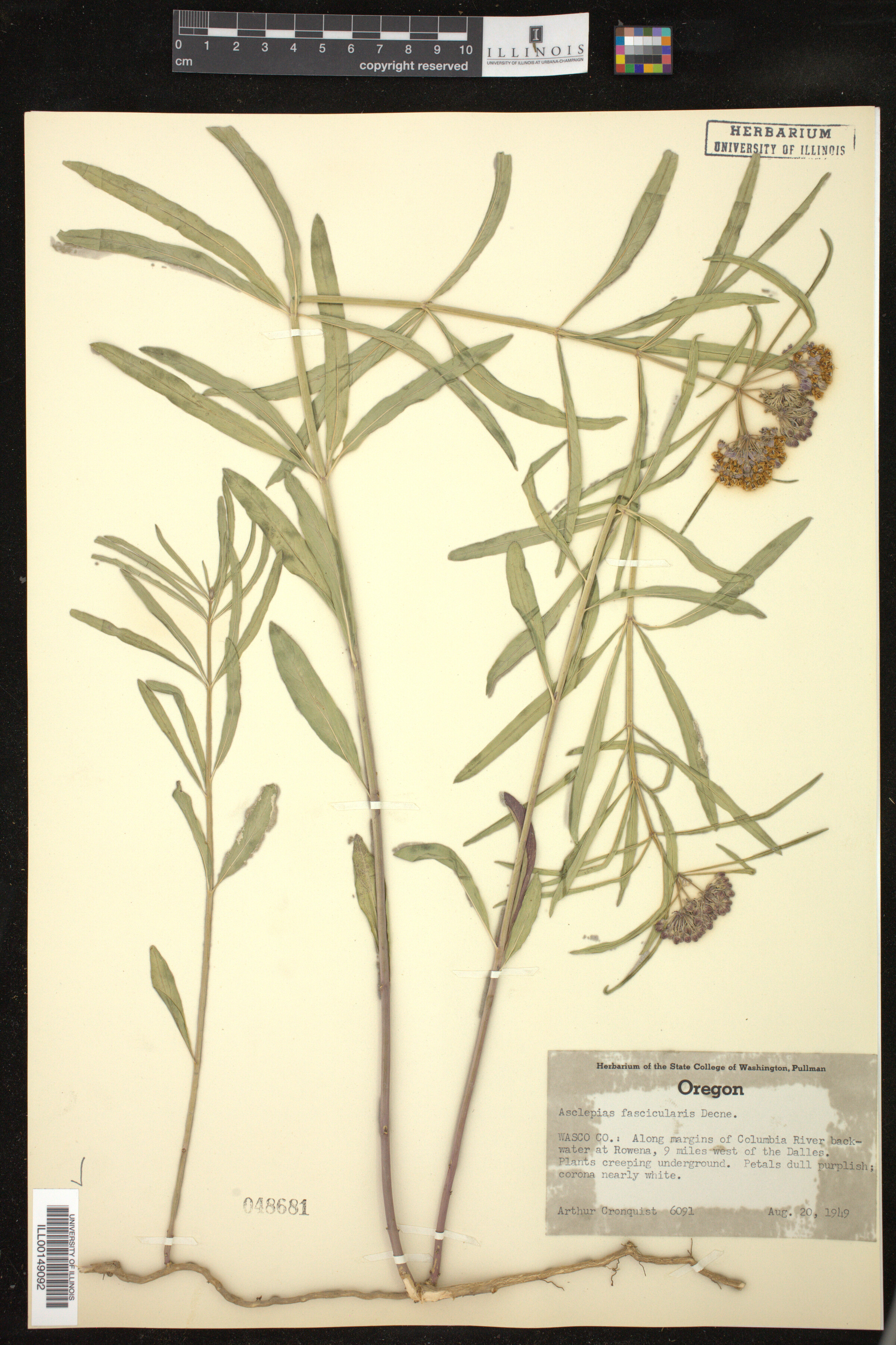 Asclepias fascicularis image