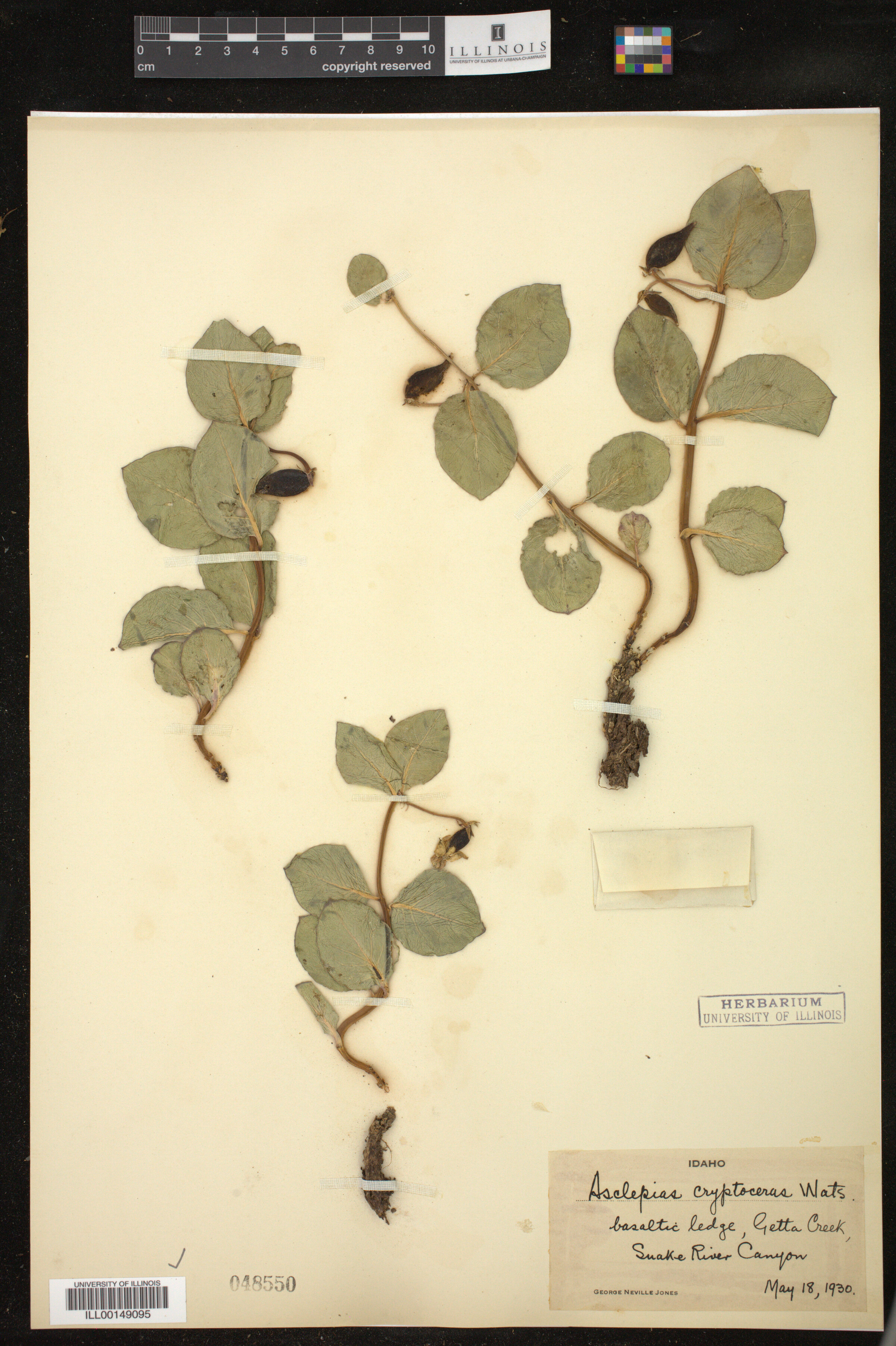 Asclepias cryptoceras image