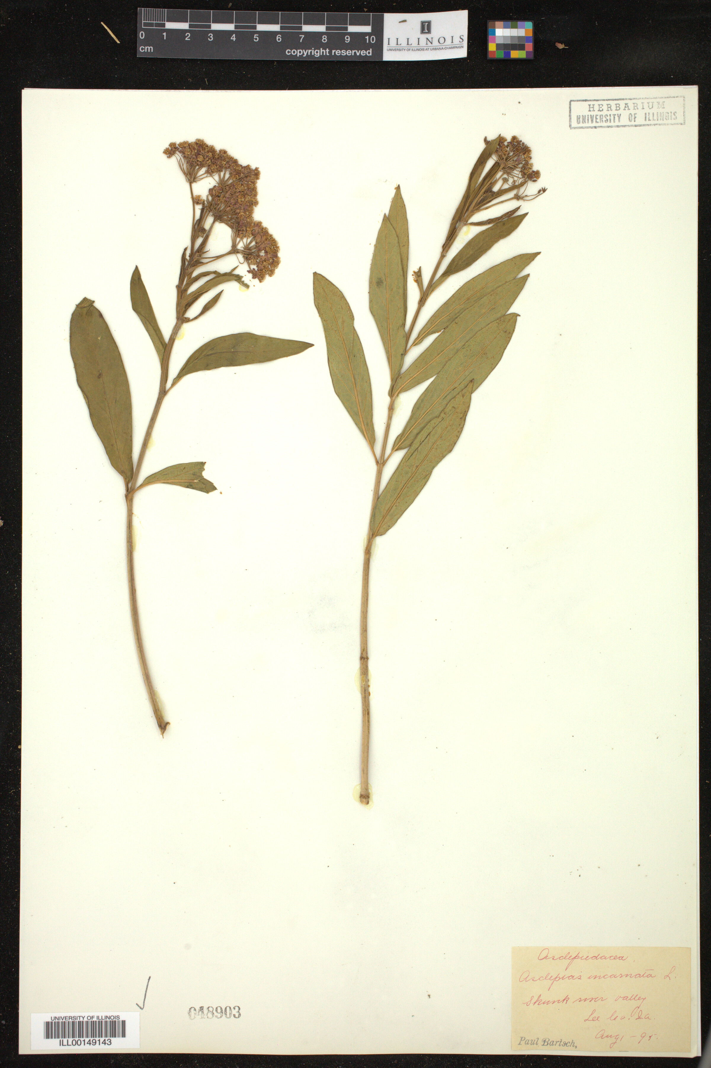 Asclepias incarnata image