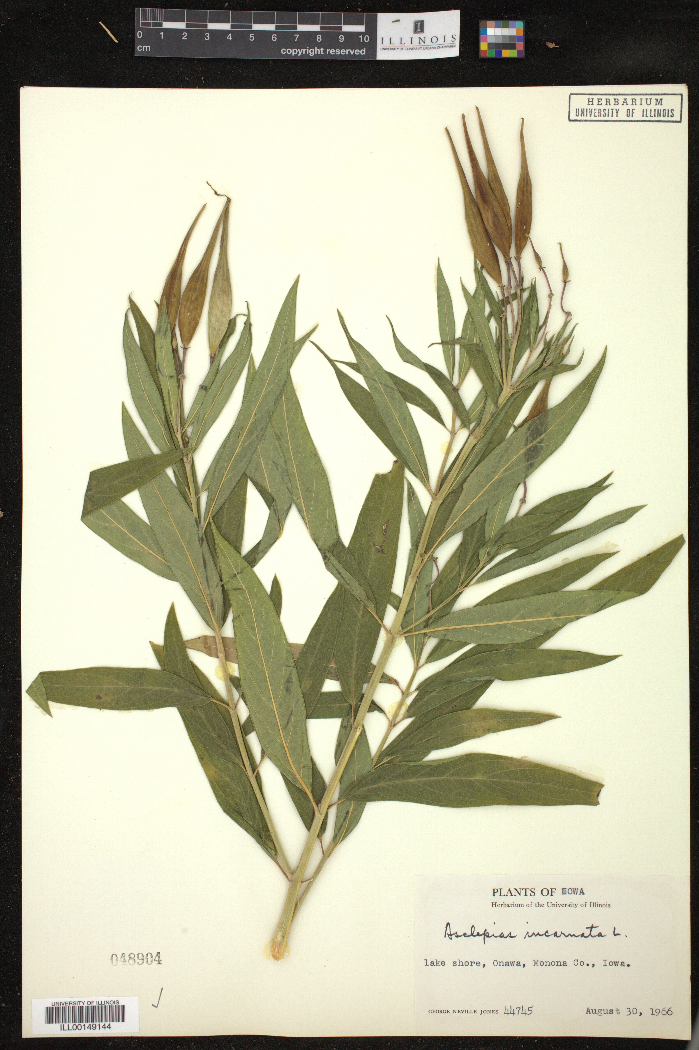Asclepias incarnata image