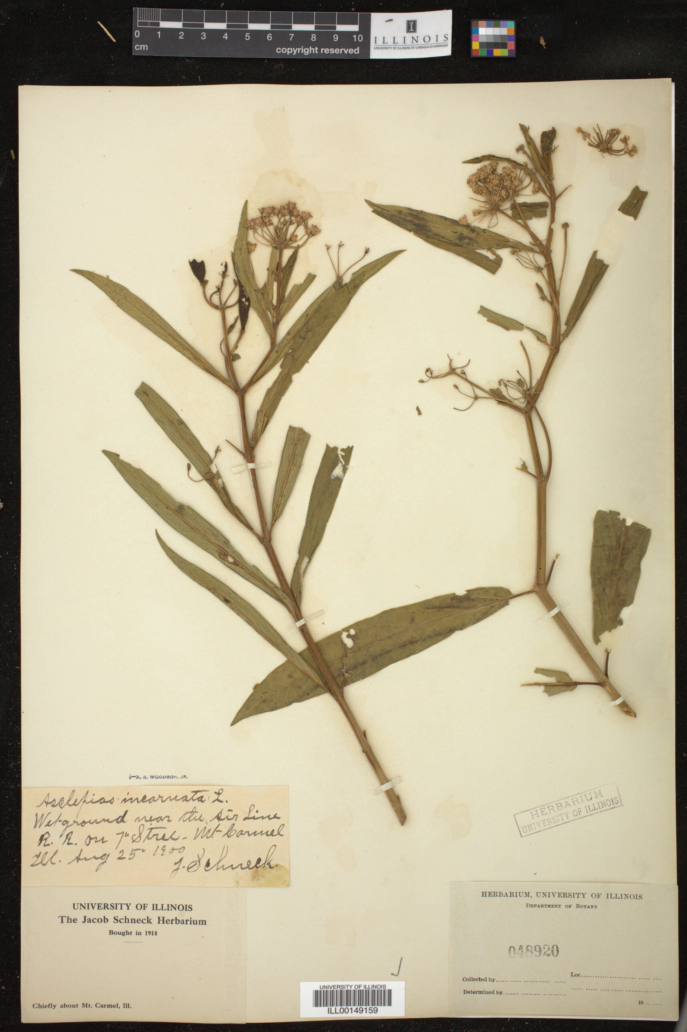 Asclepias incarnata image