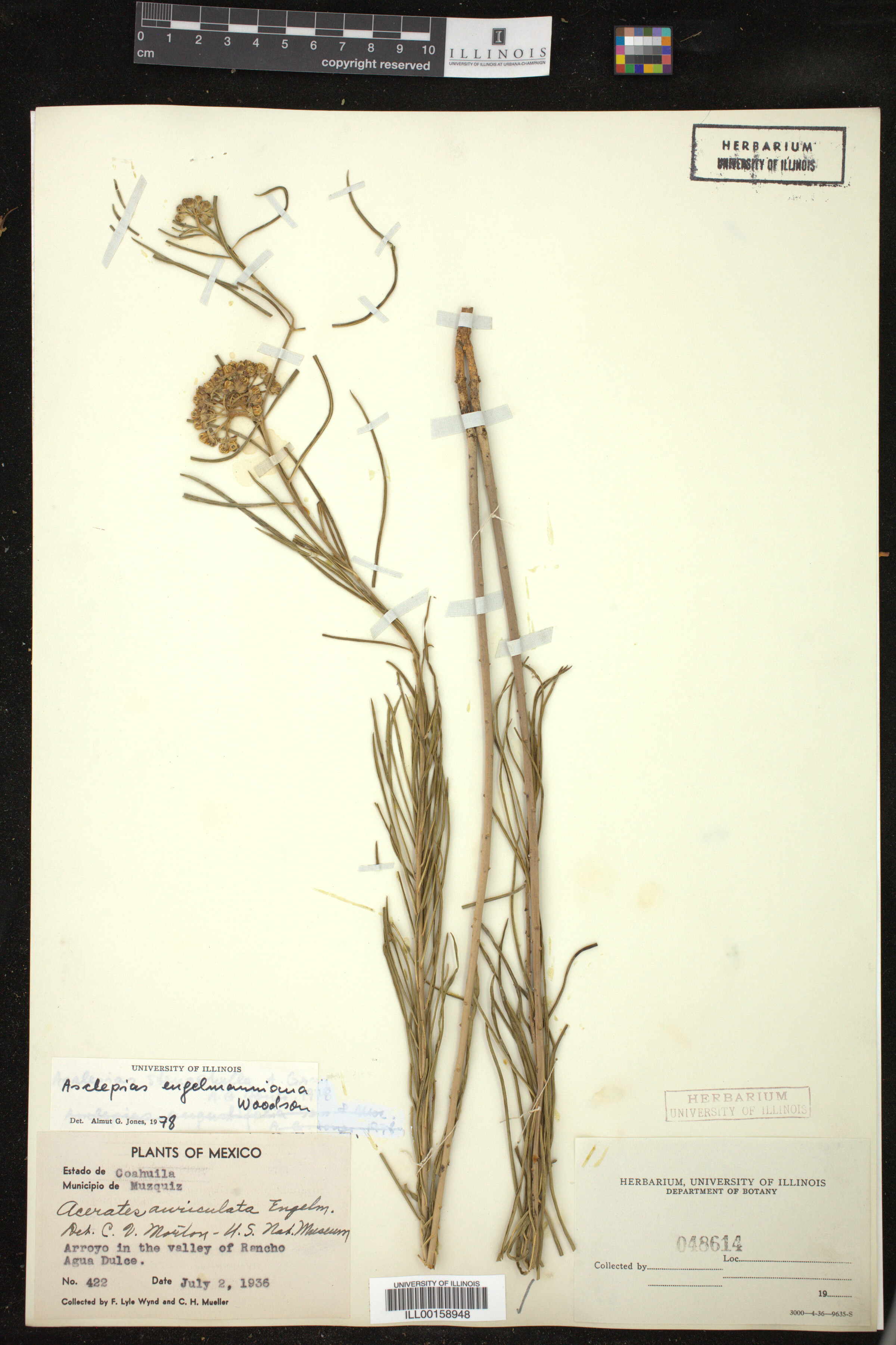 Asclepias engelmanniana image