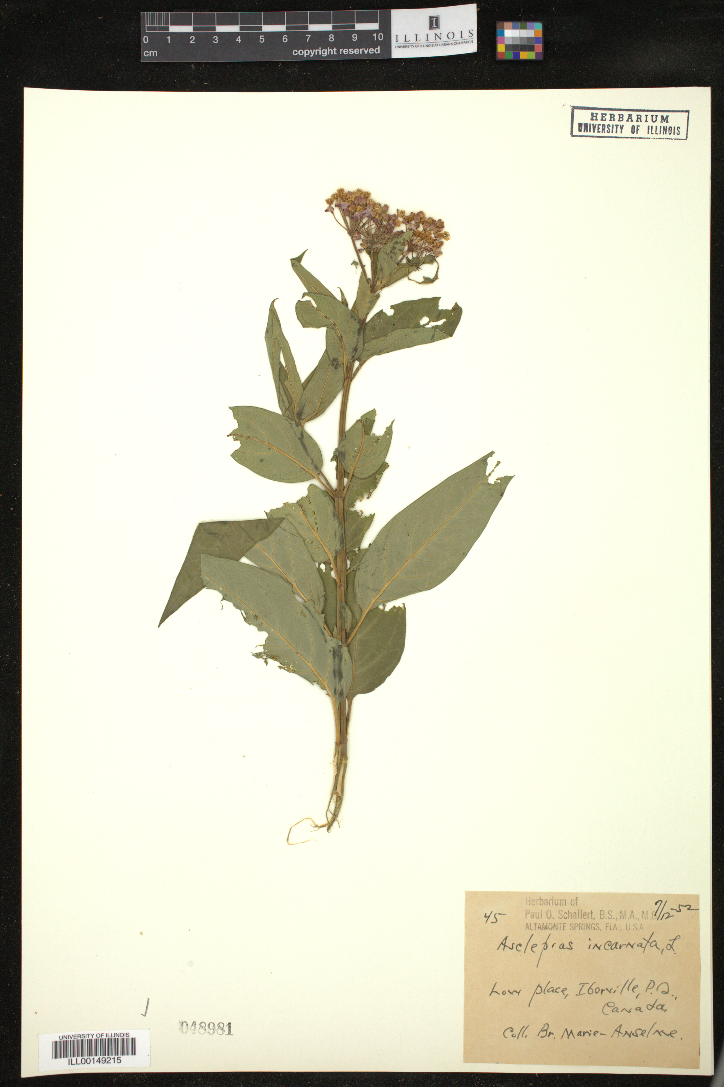 Asclepias incarnata image