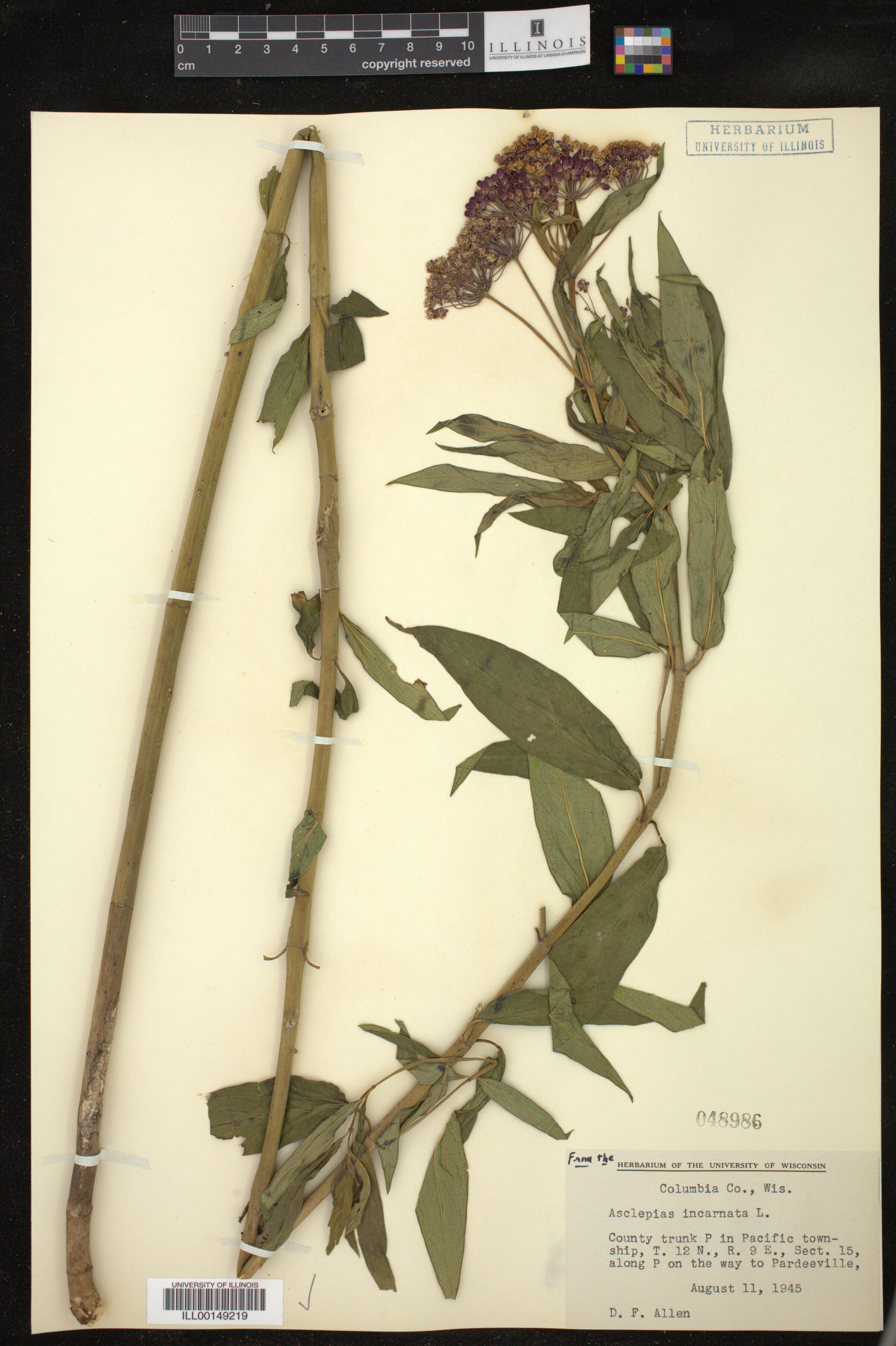 Asclepias incarnata image
