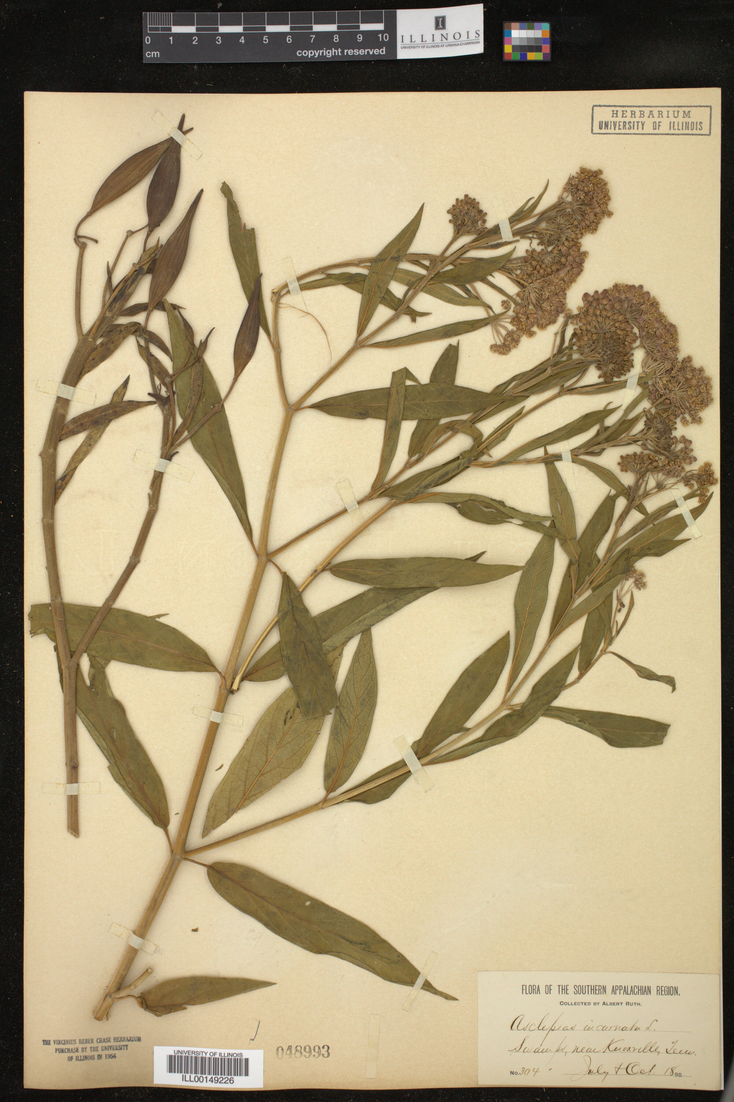 Asclepias incarnata image
