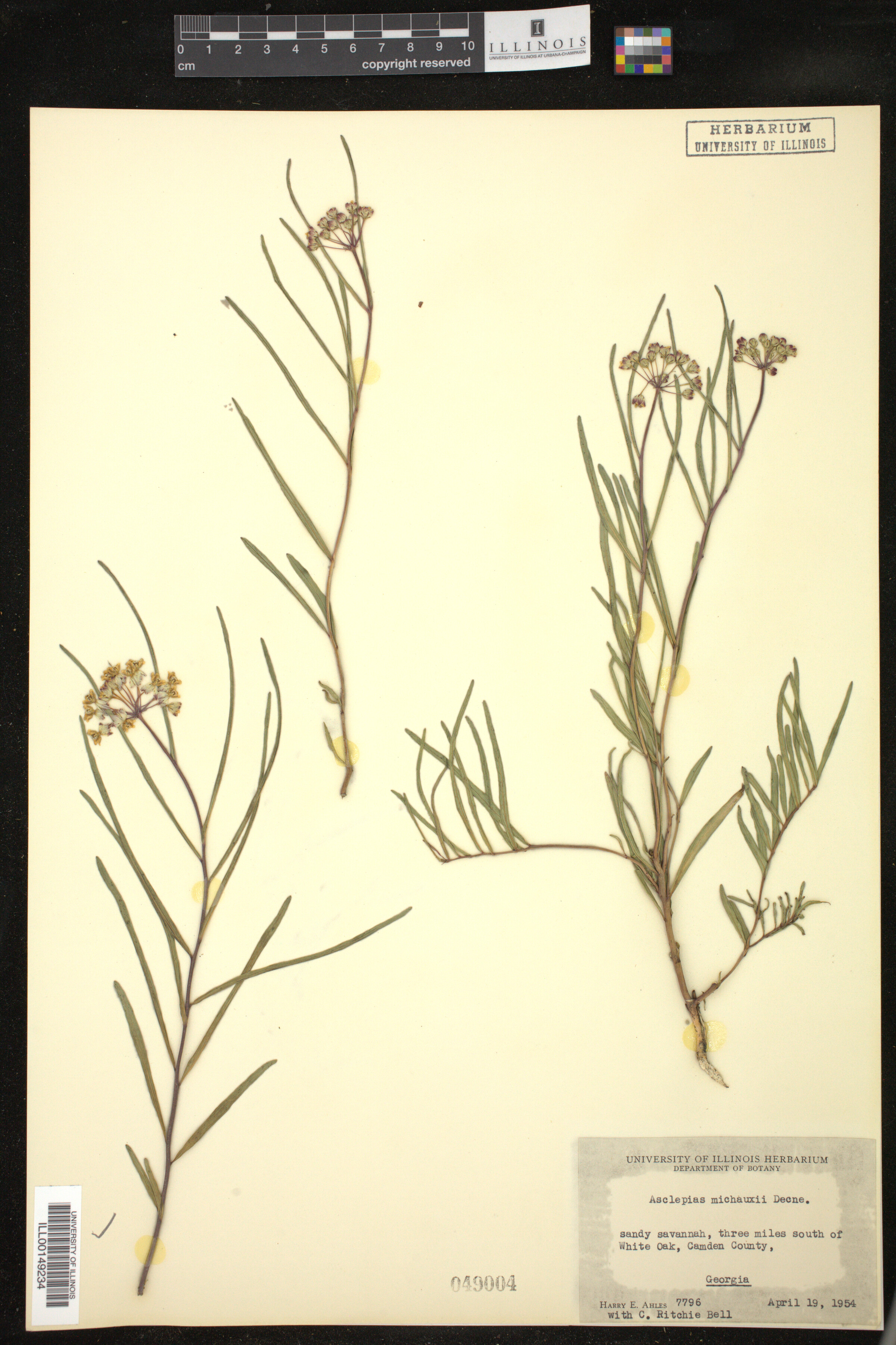 Asclepias michauxii image