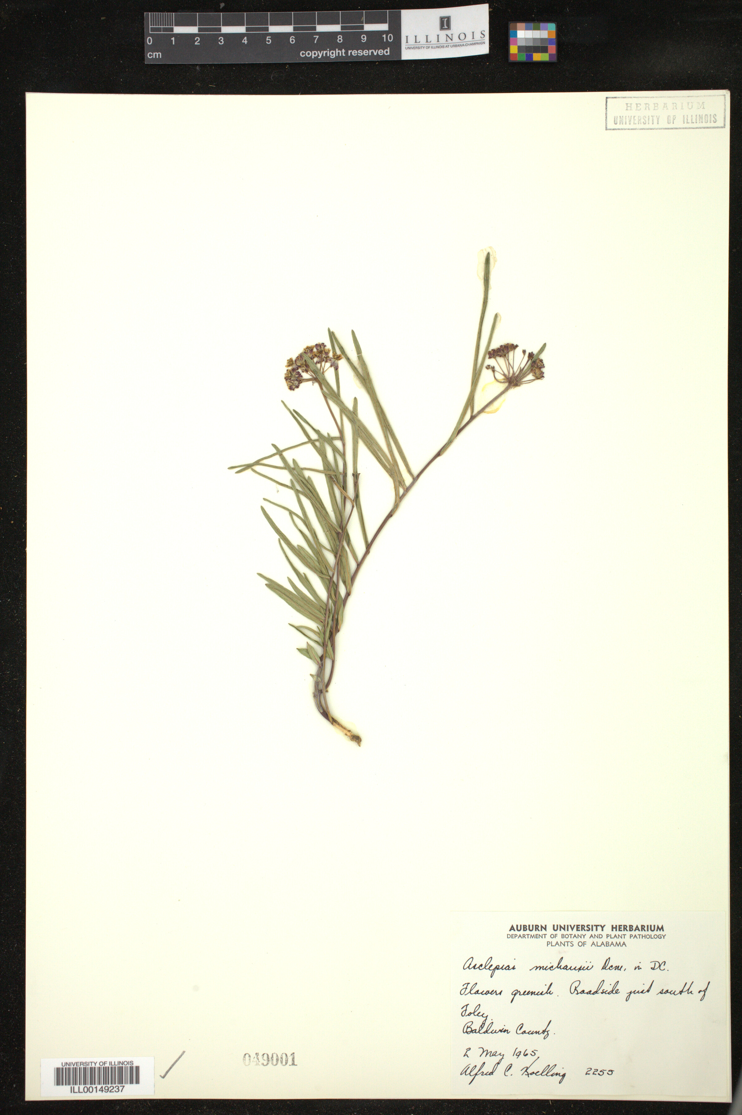 Asclepias michauxii image