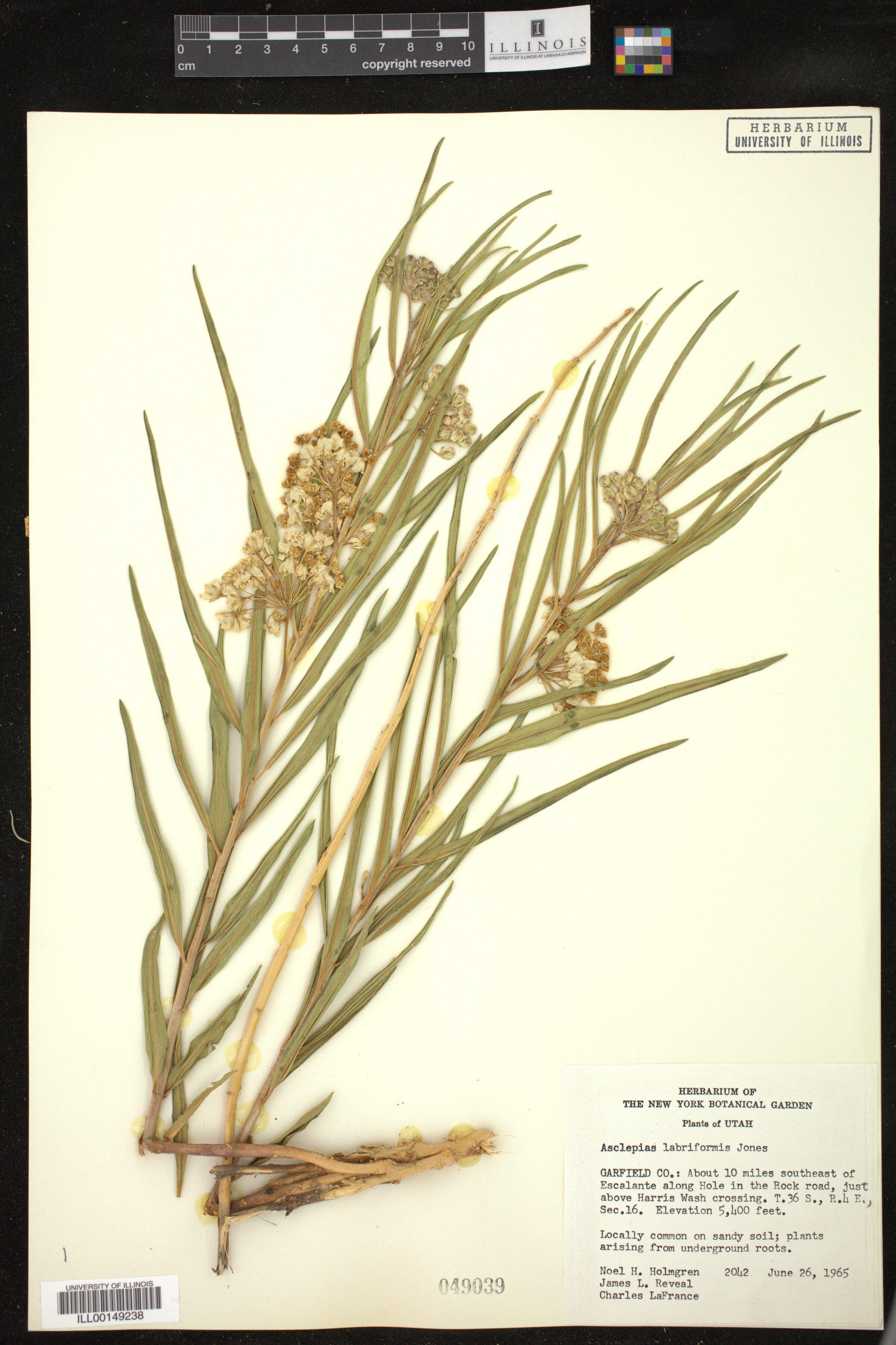Asclepias image