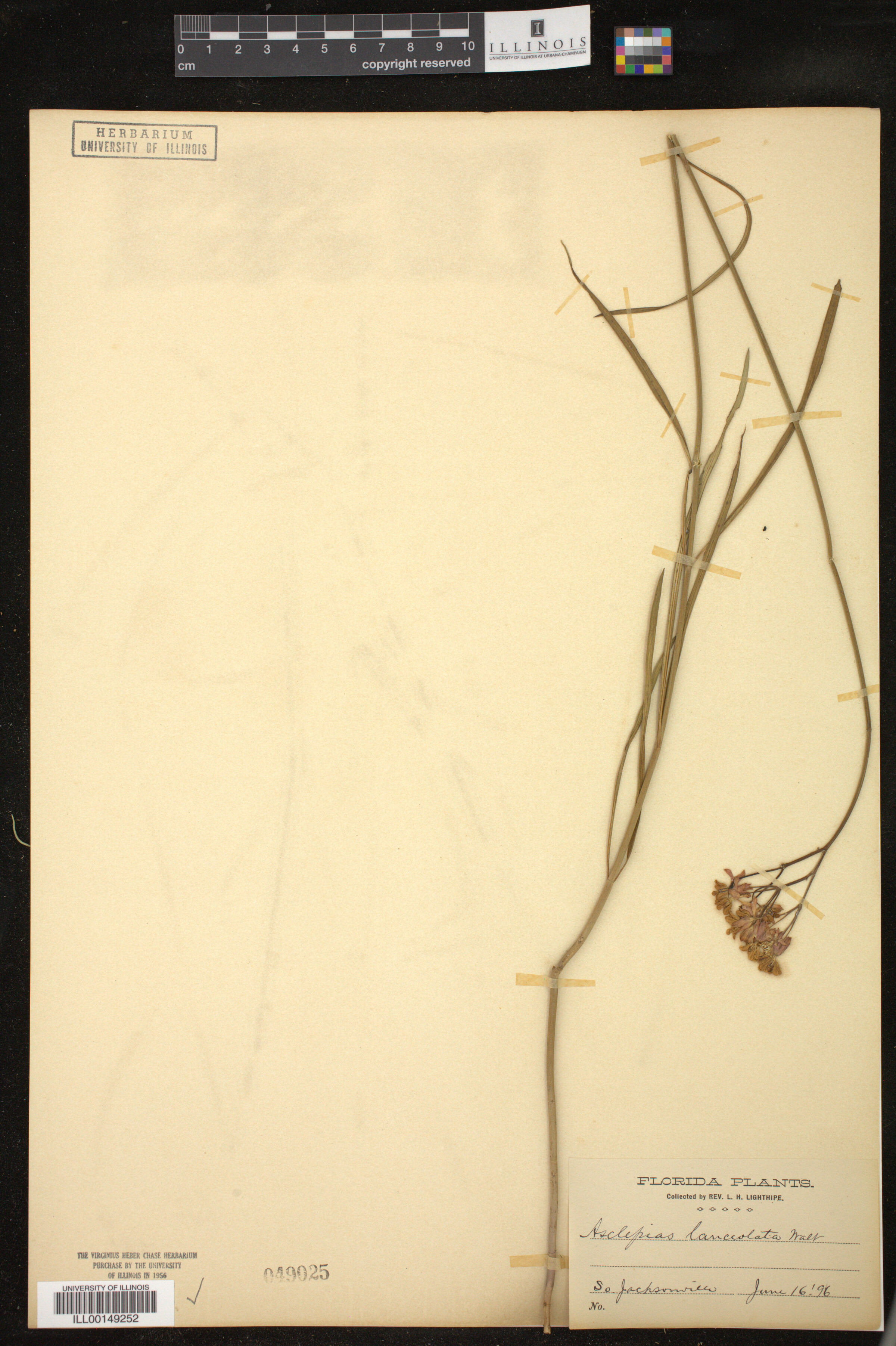 Asclepias lanceolata image