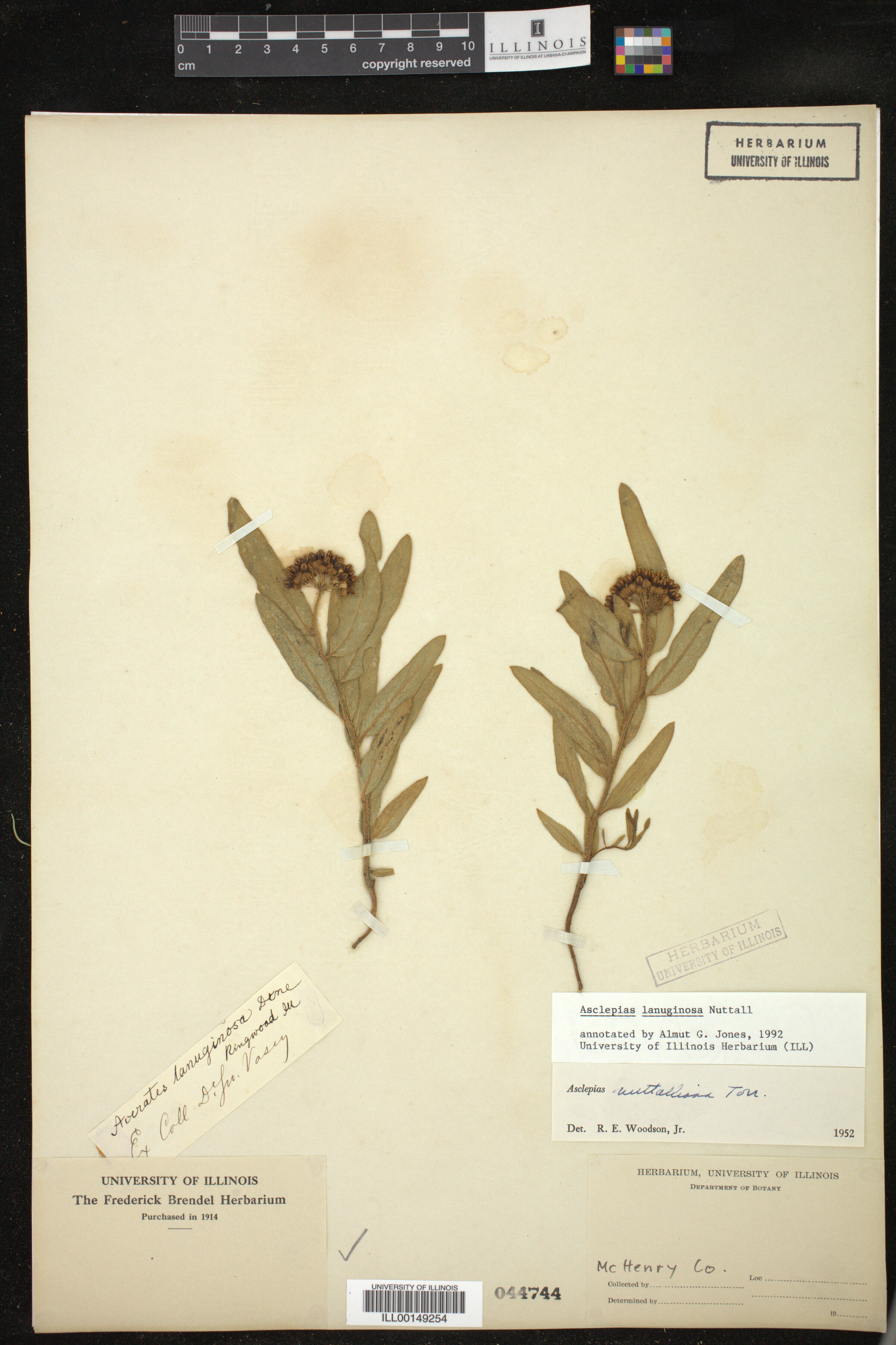 Asclepias lanuginosa image