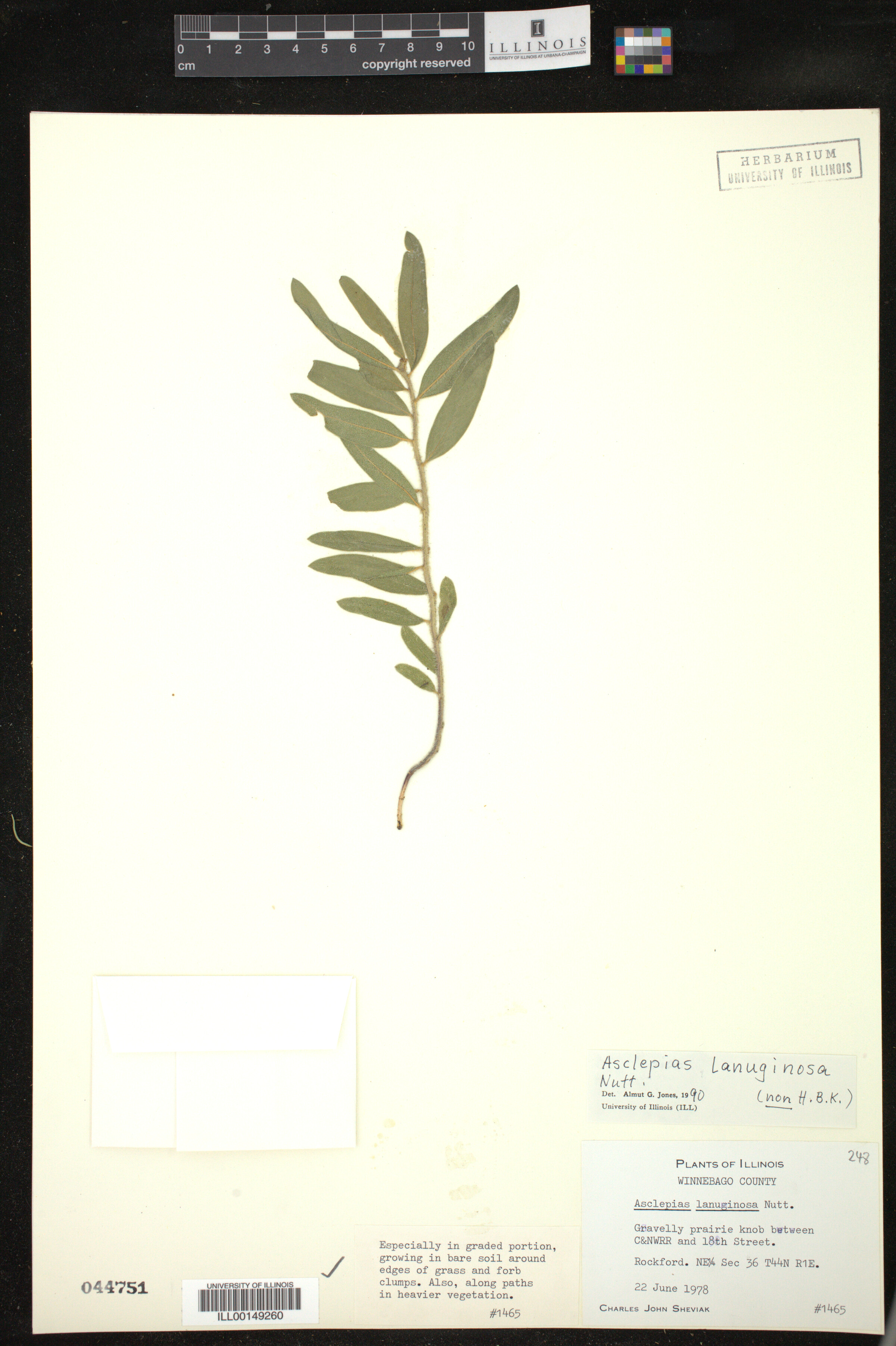 Asclepias lanuginosa image