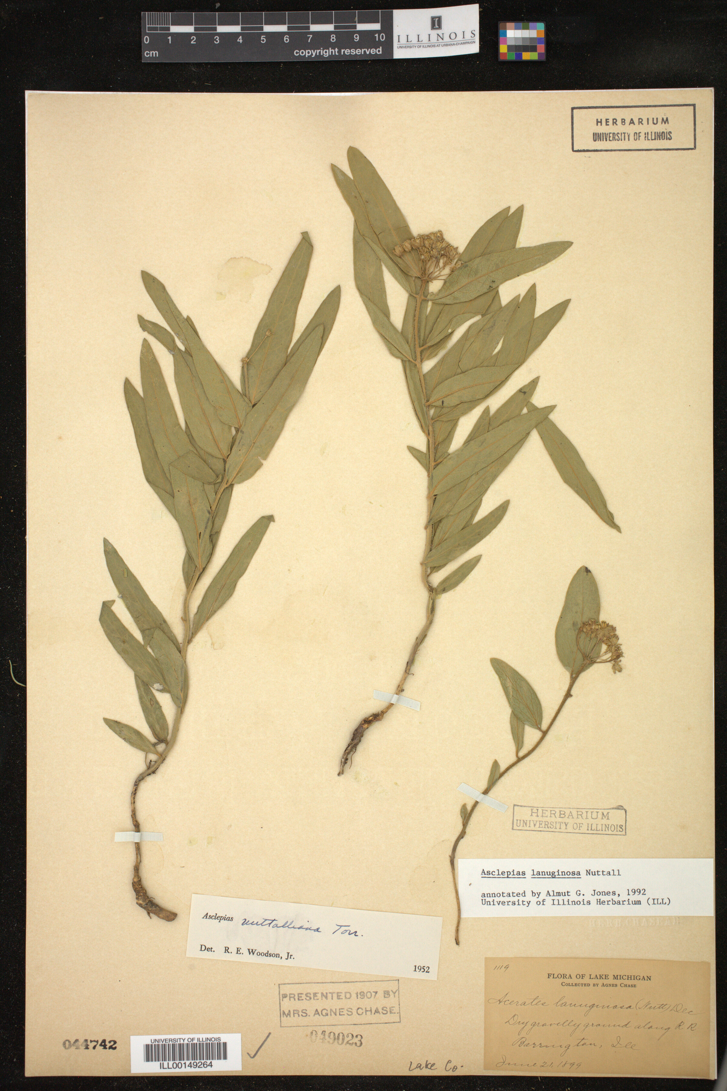 Asclepias lanuginosa image