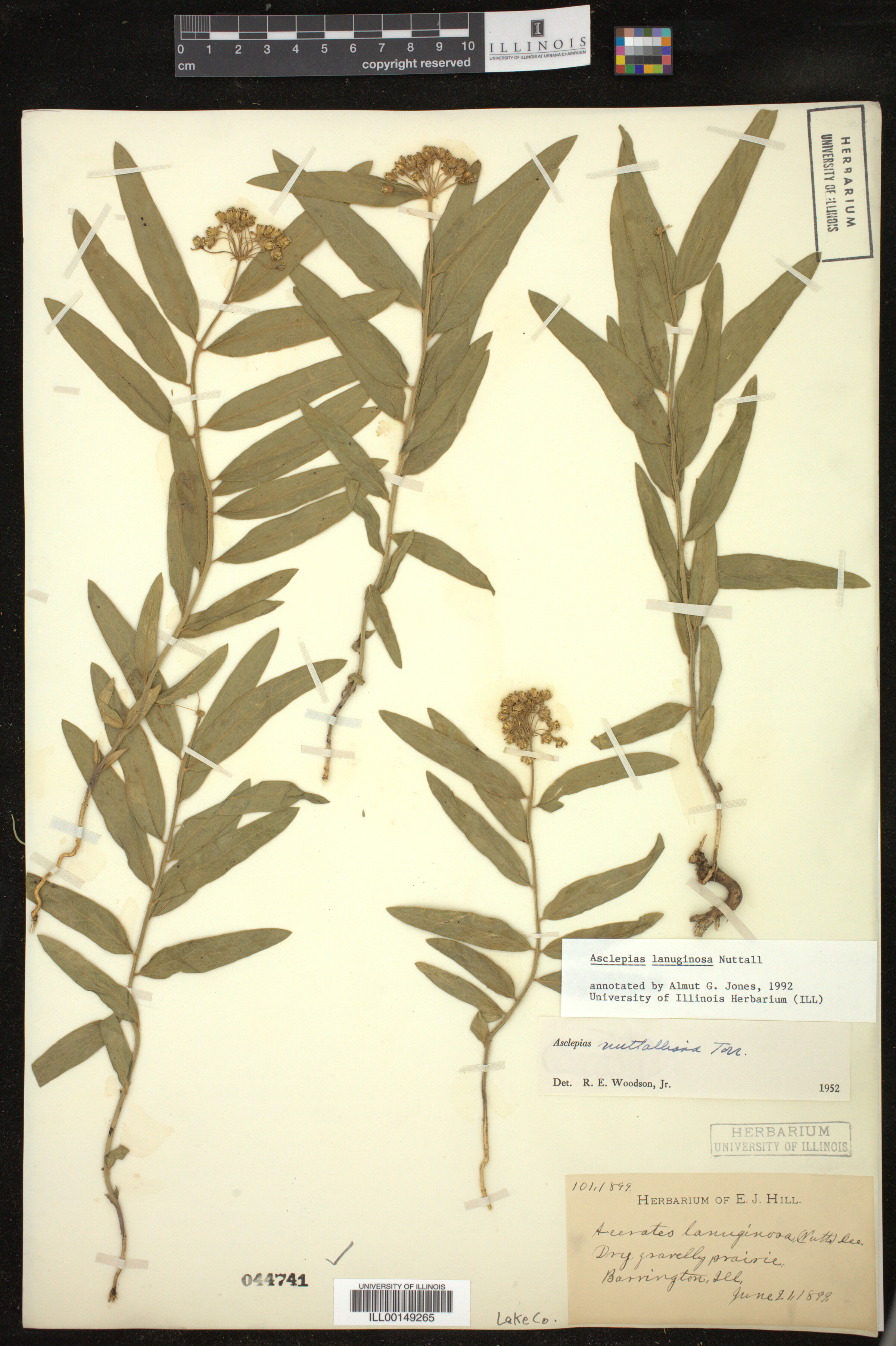 Asclepias lanuginosa image