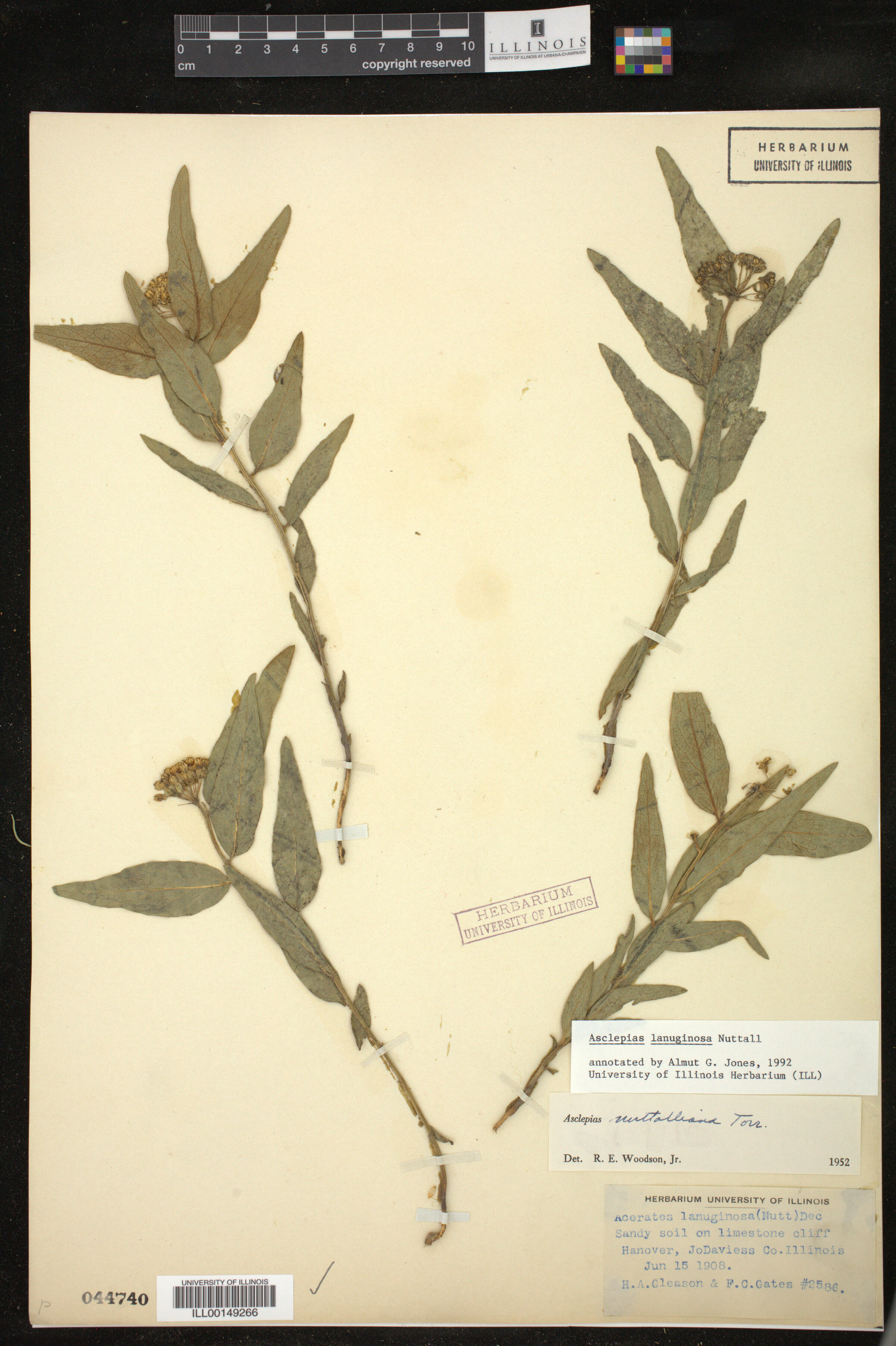 Asclepias lanuginosa image