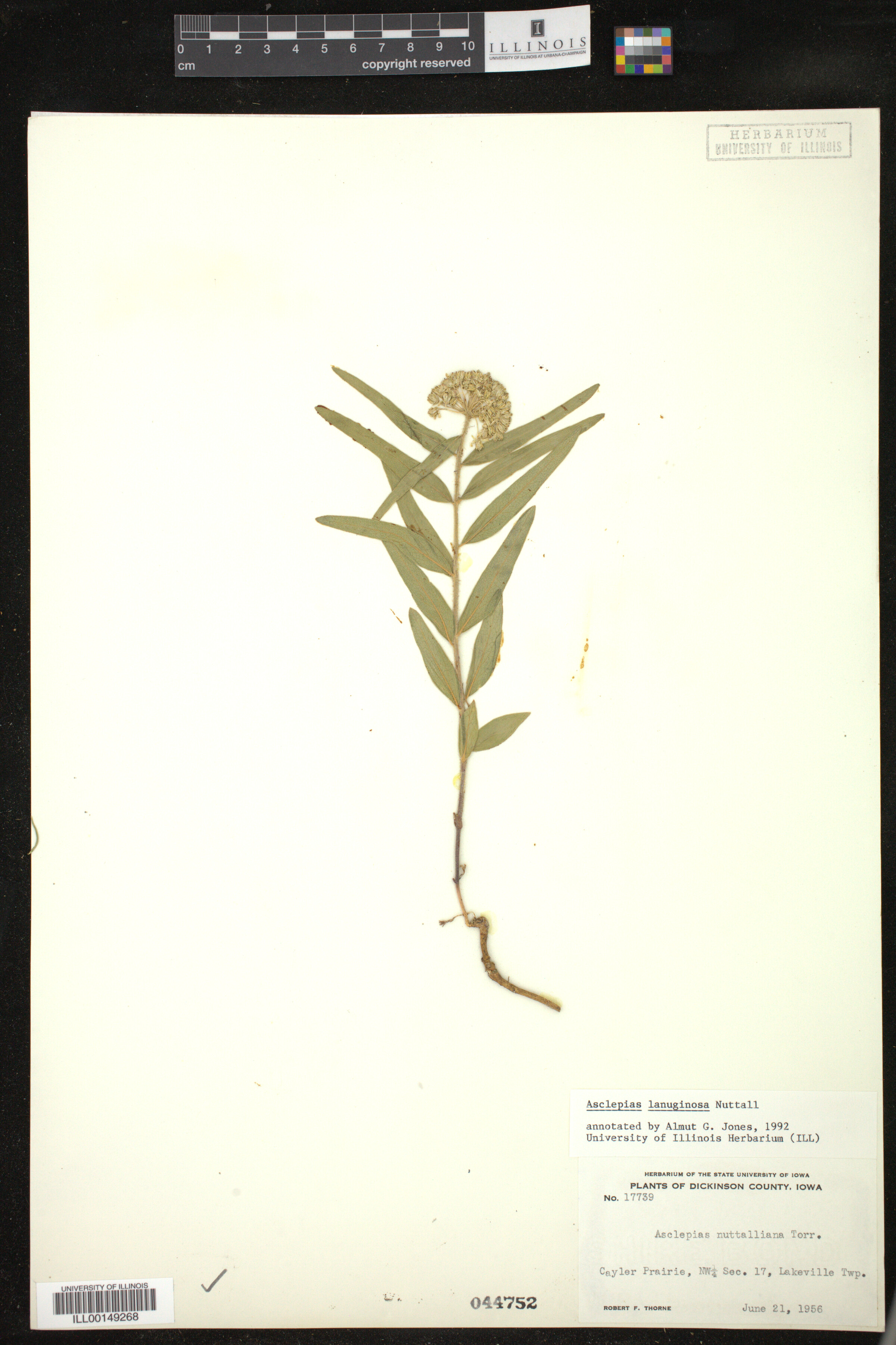 Asclepias lanuginosa image