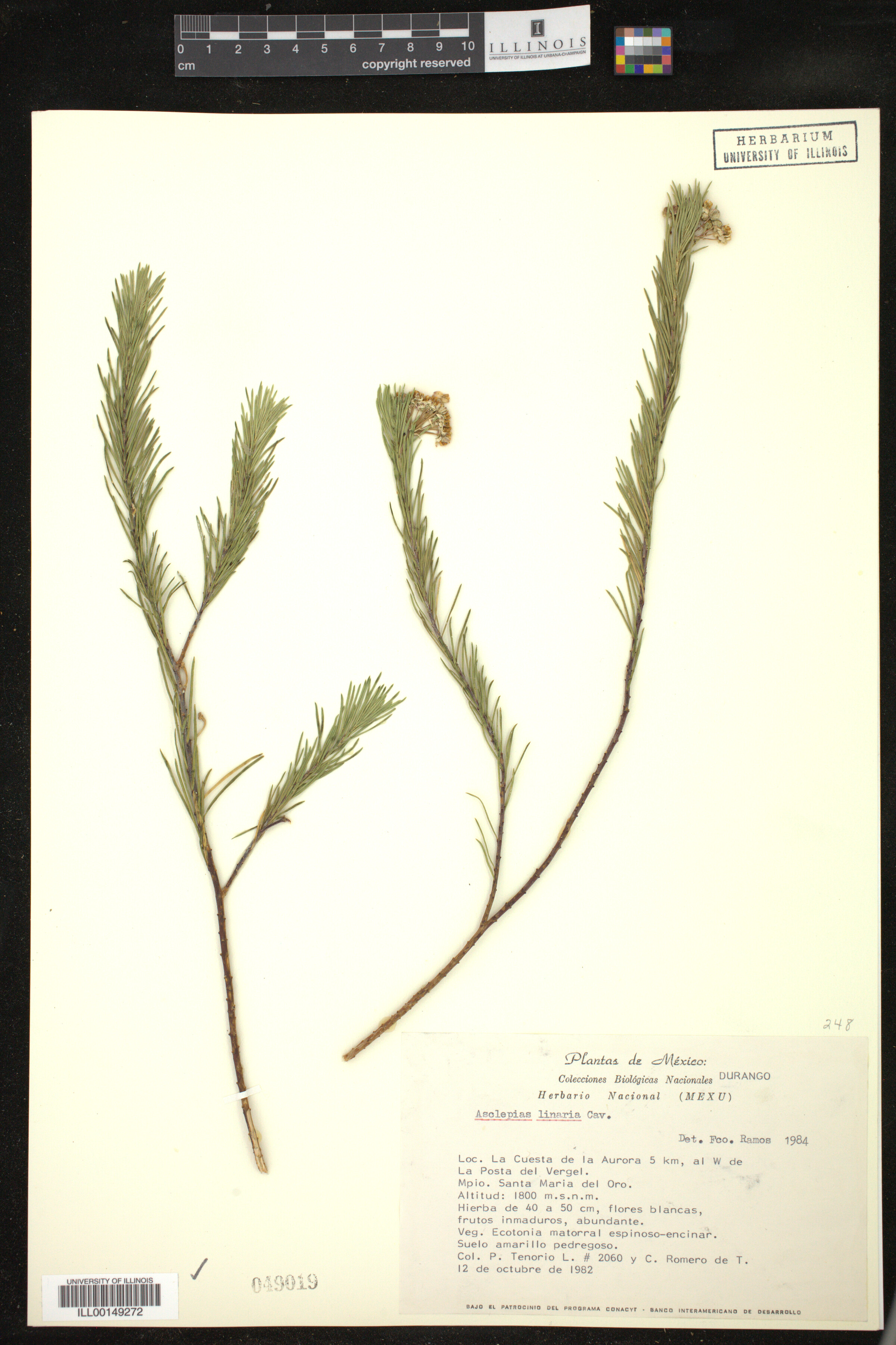 Asclepias linaria image