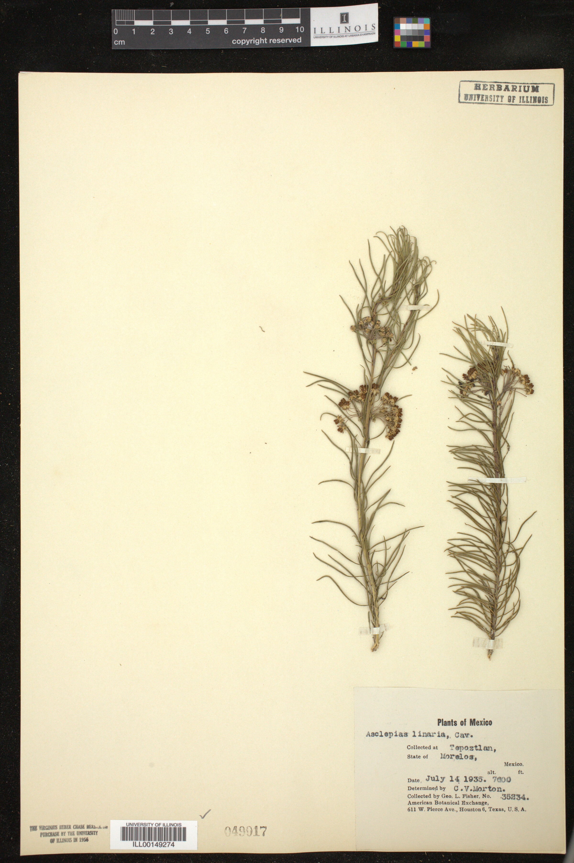 Asclepias linaria image