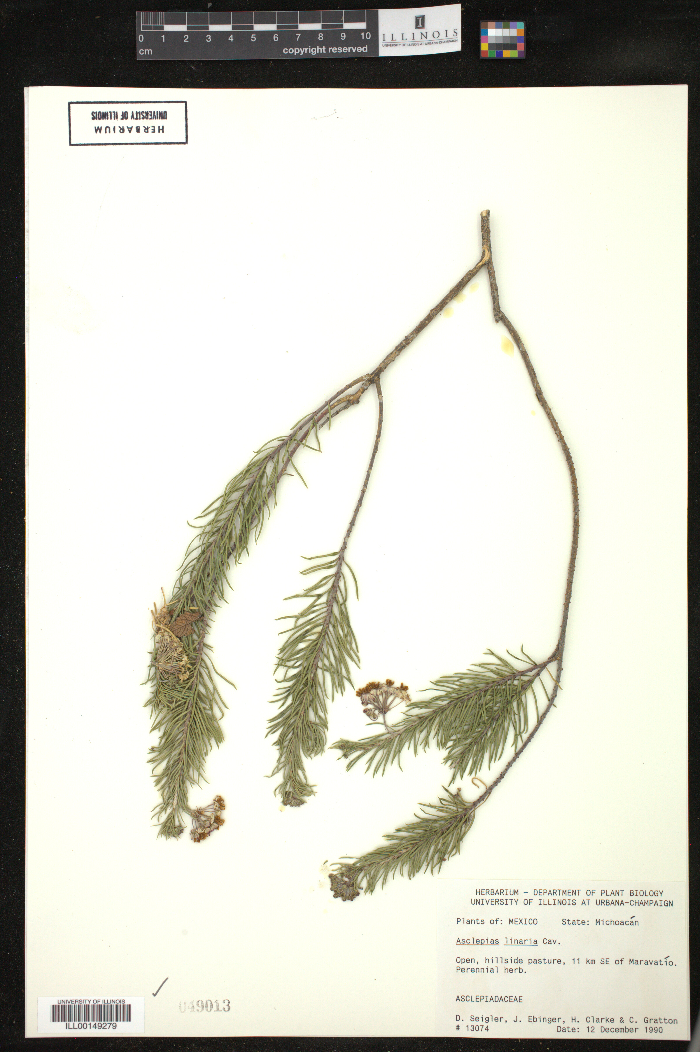 Asclepias linaria image