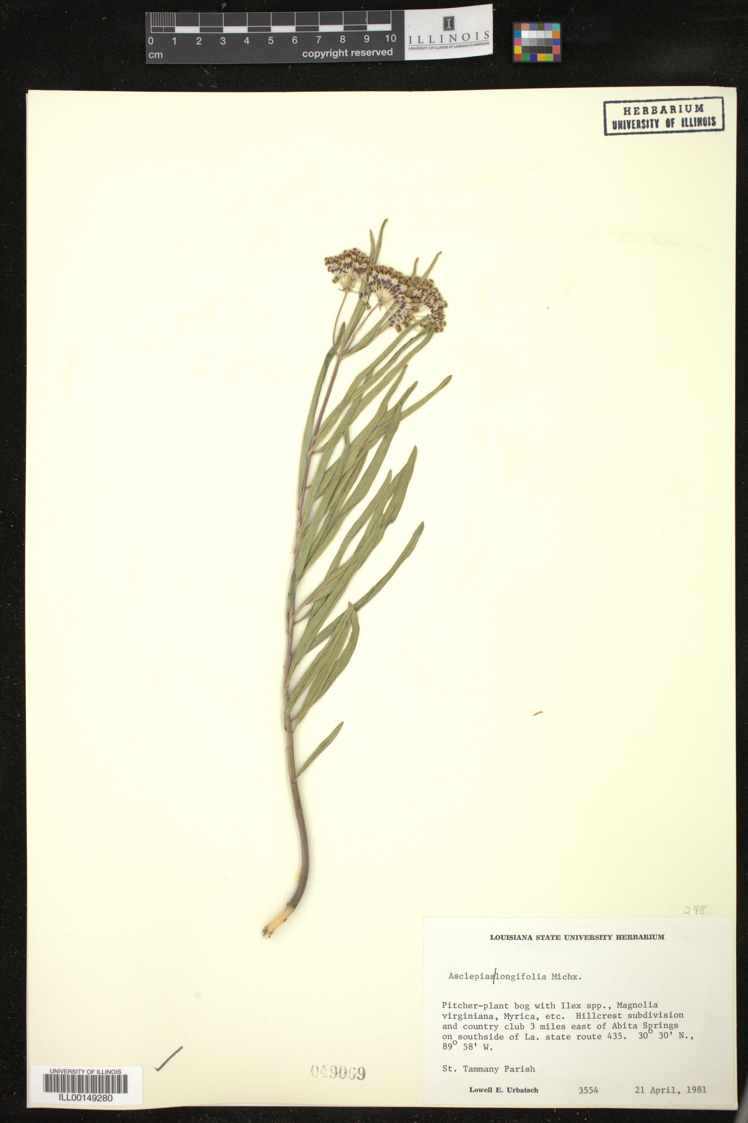 Asclepias longifolia image