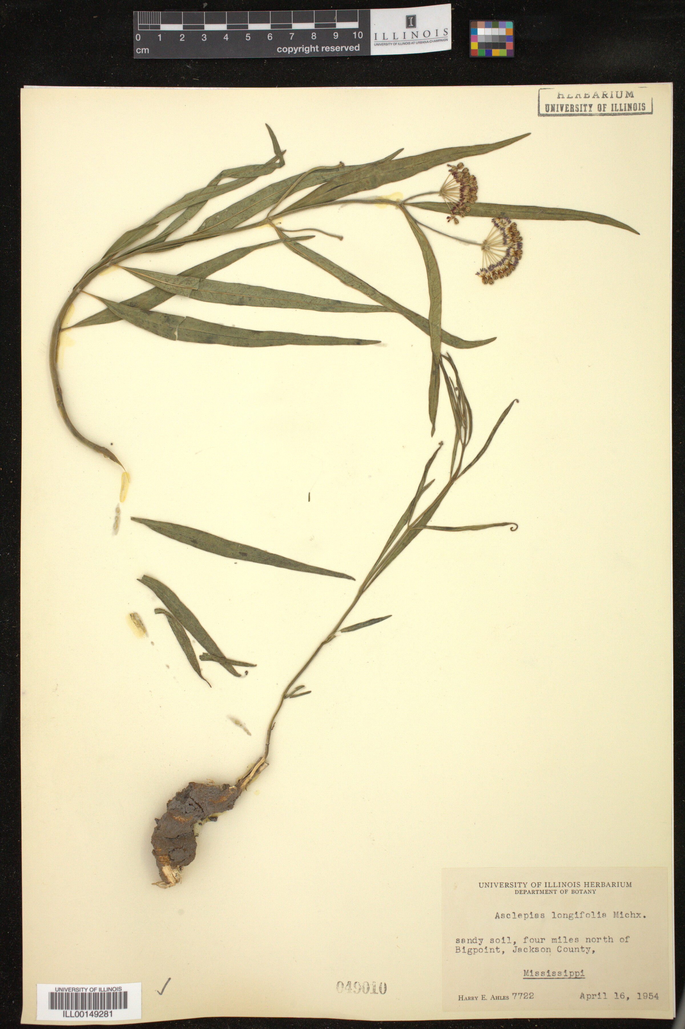 Asclepias longifolia image