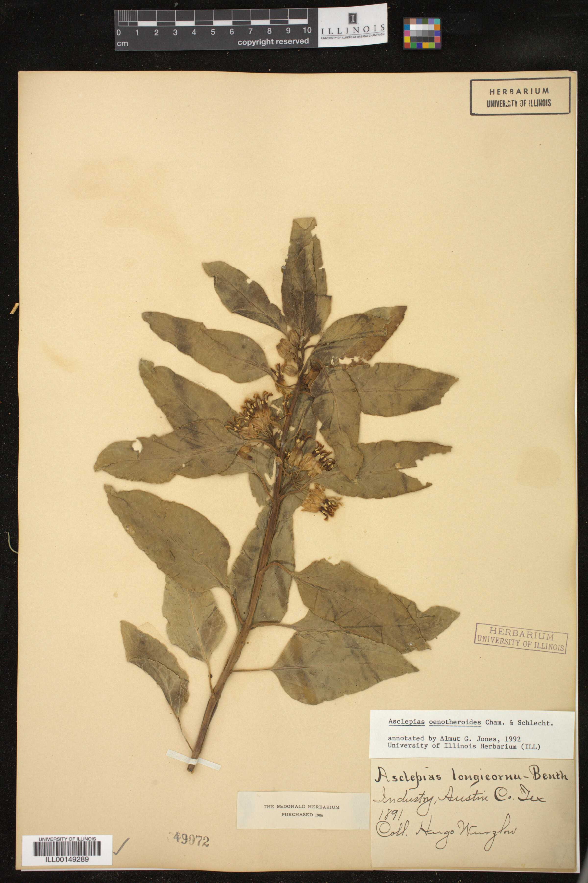 Asclepias oenotheroides image