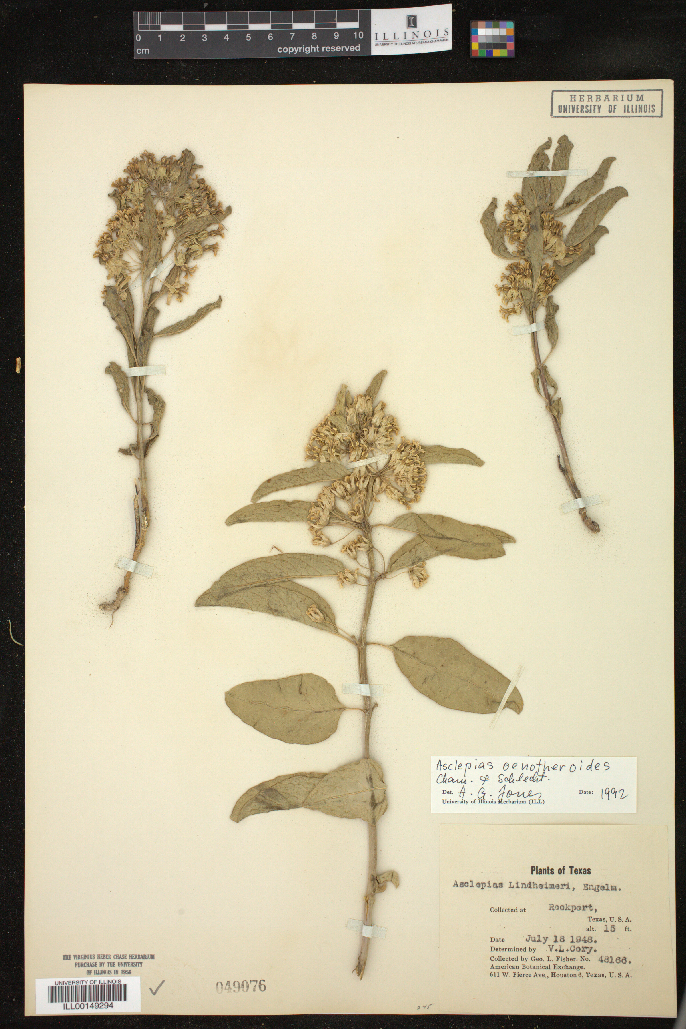 Asclepias oenotheroides image