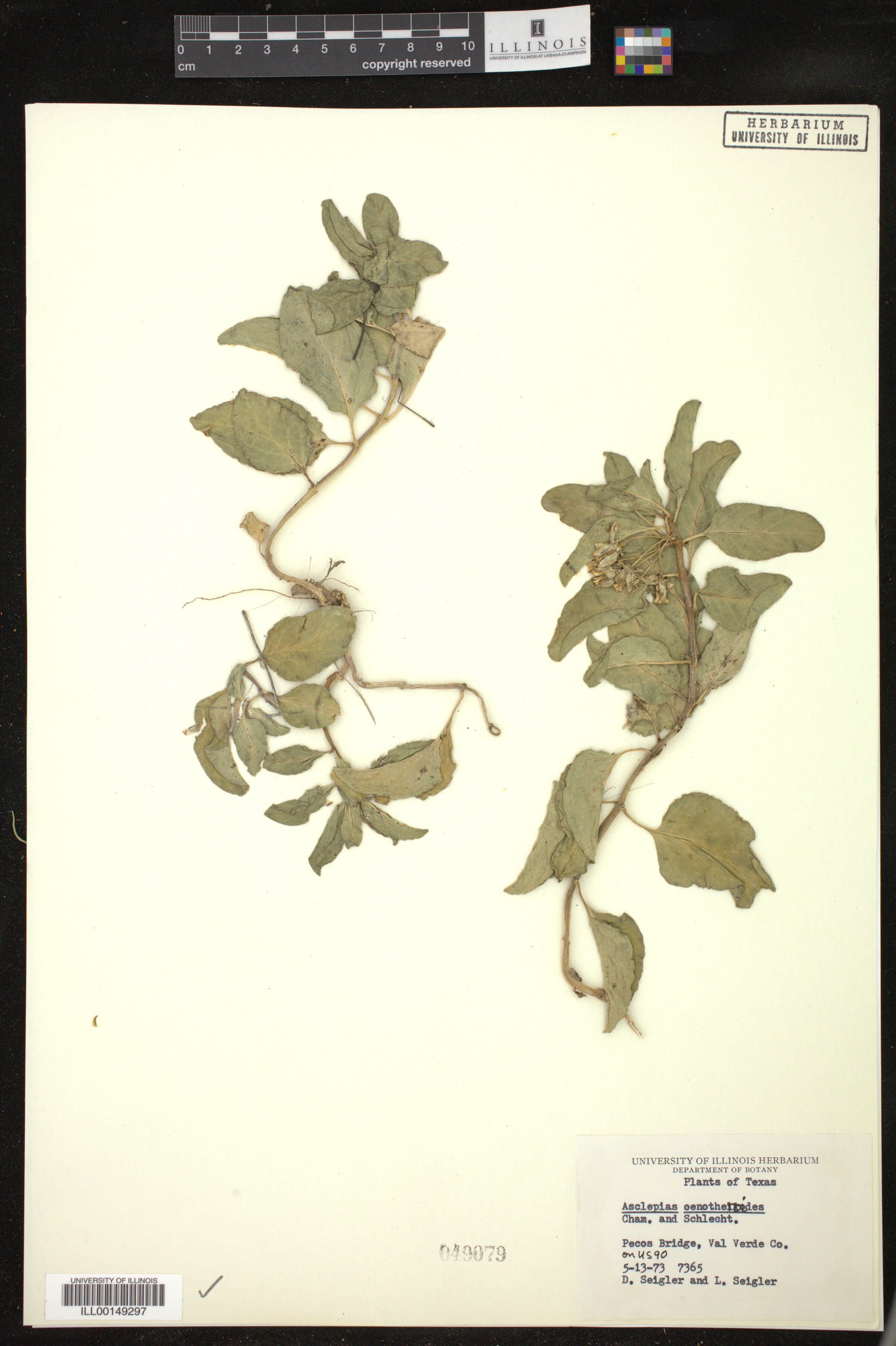 Asclepias oenotheroides image