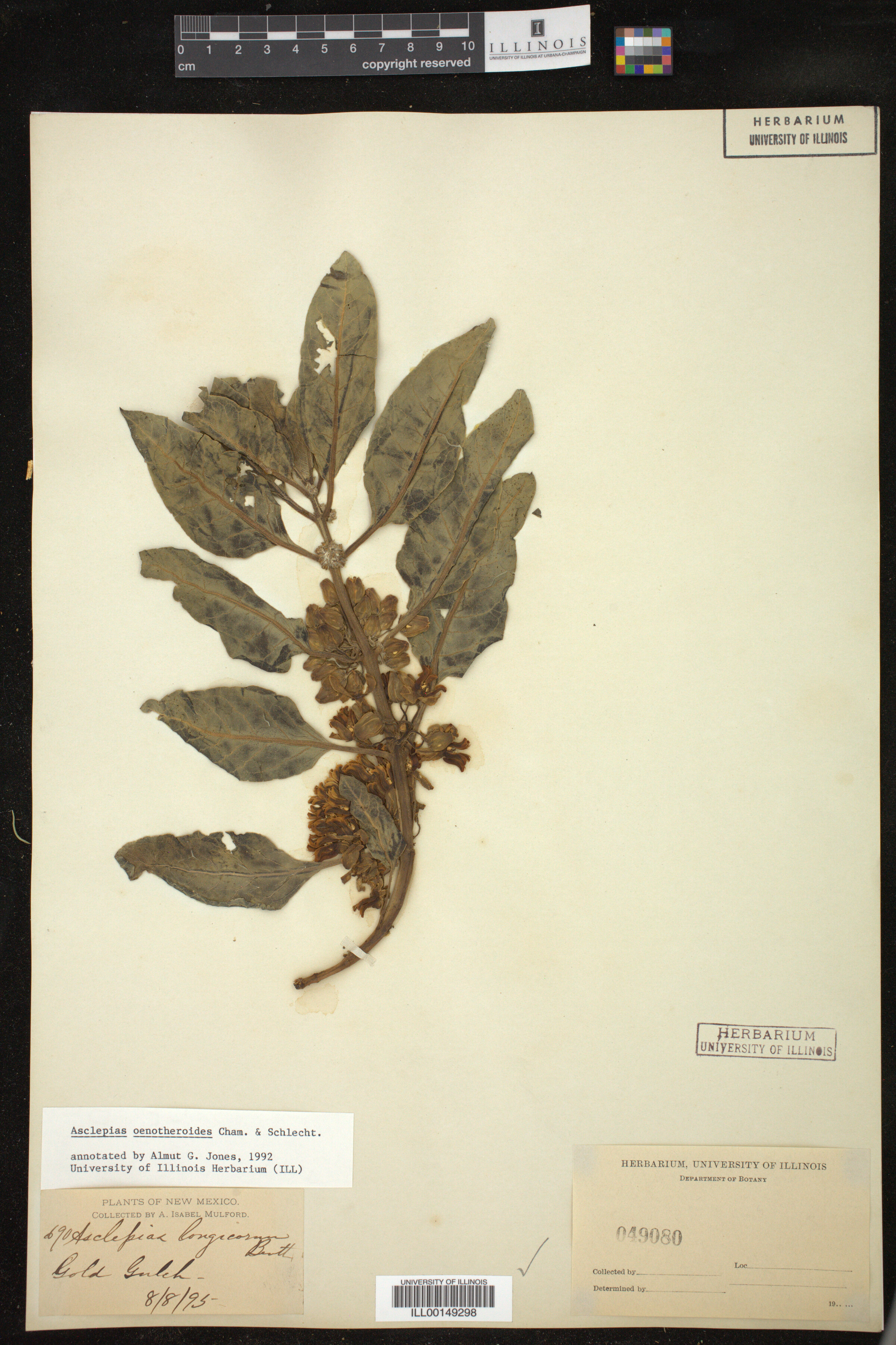 Asclepias oenotheroides image