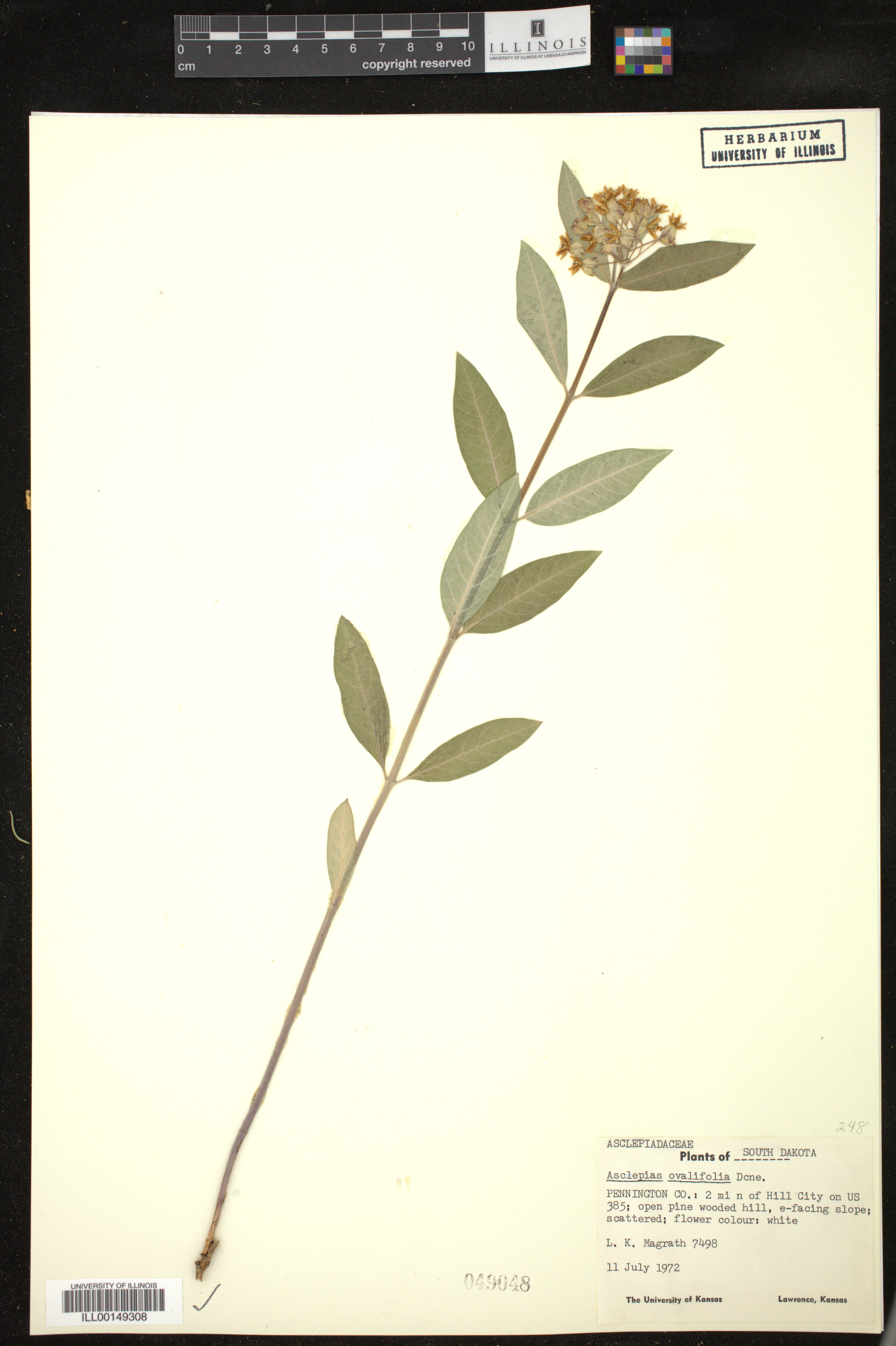 Asclepias ovalifolia image