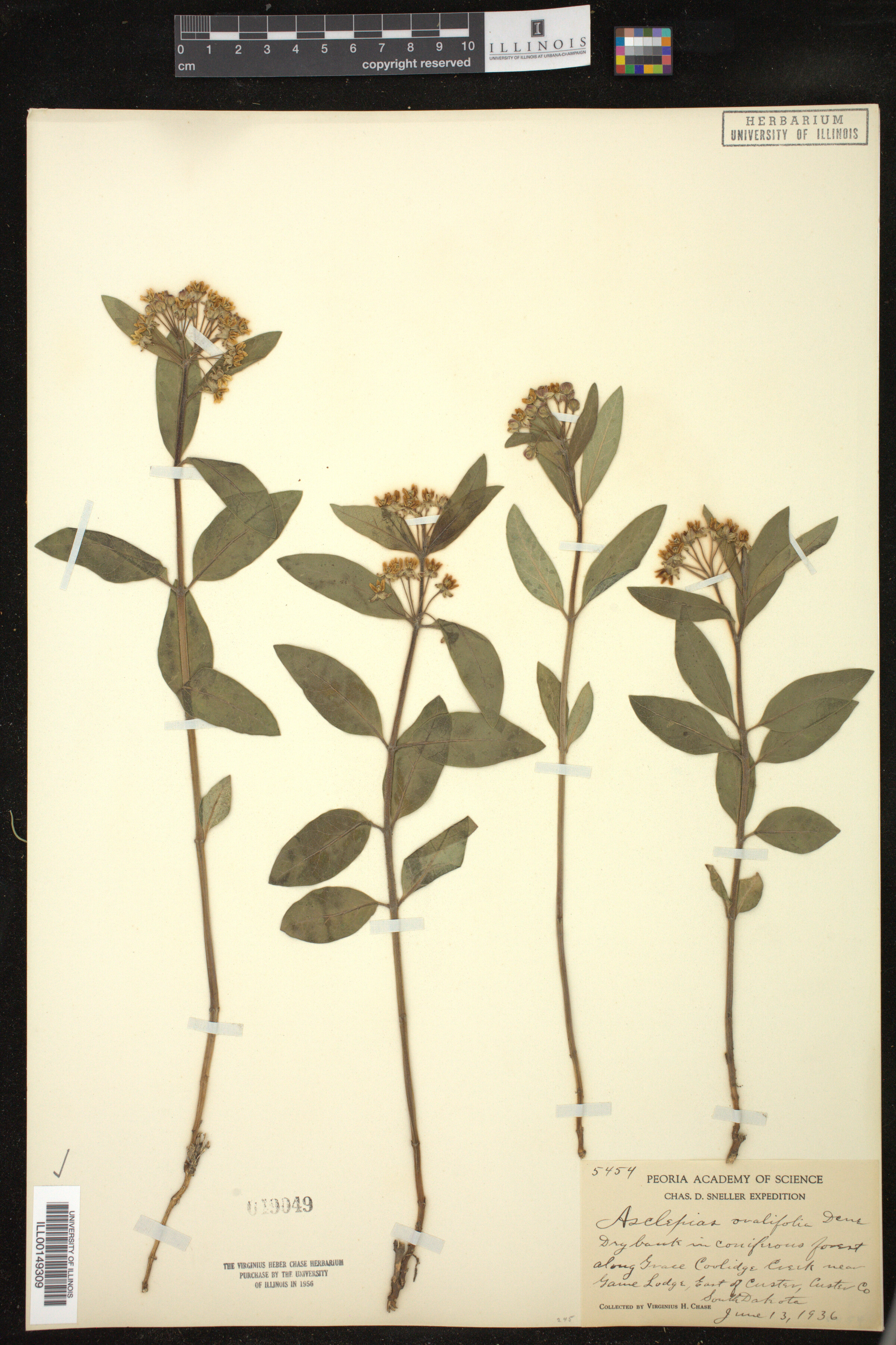 Asclepias ovalifolia image
