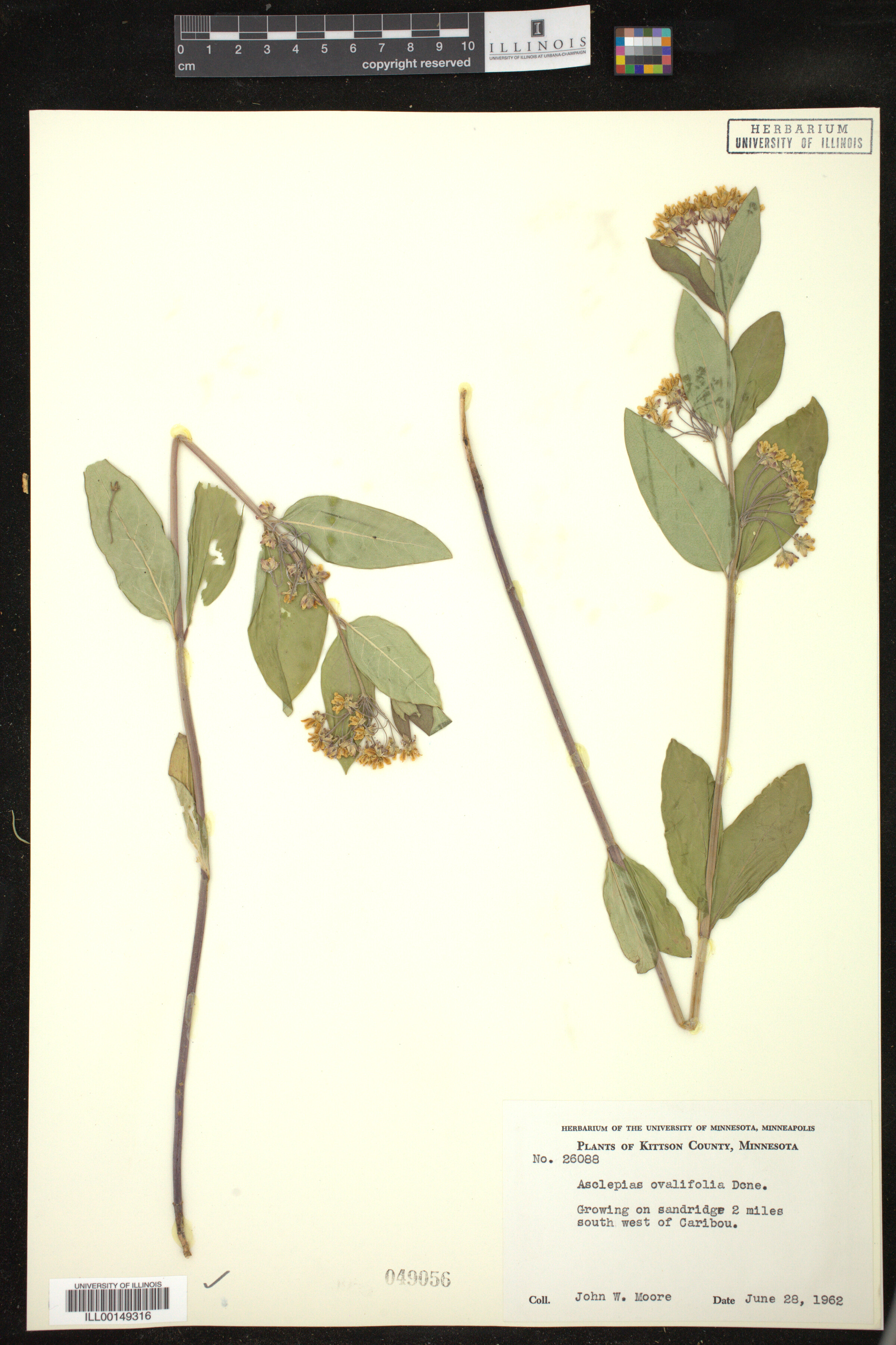 Asclepias ovalifolia image